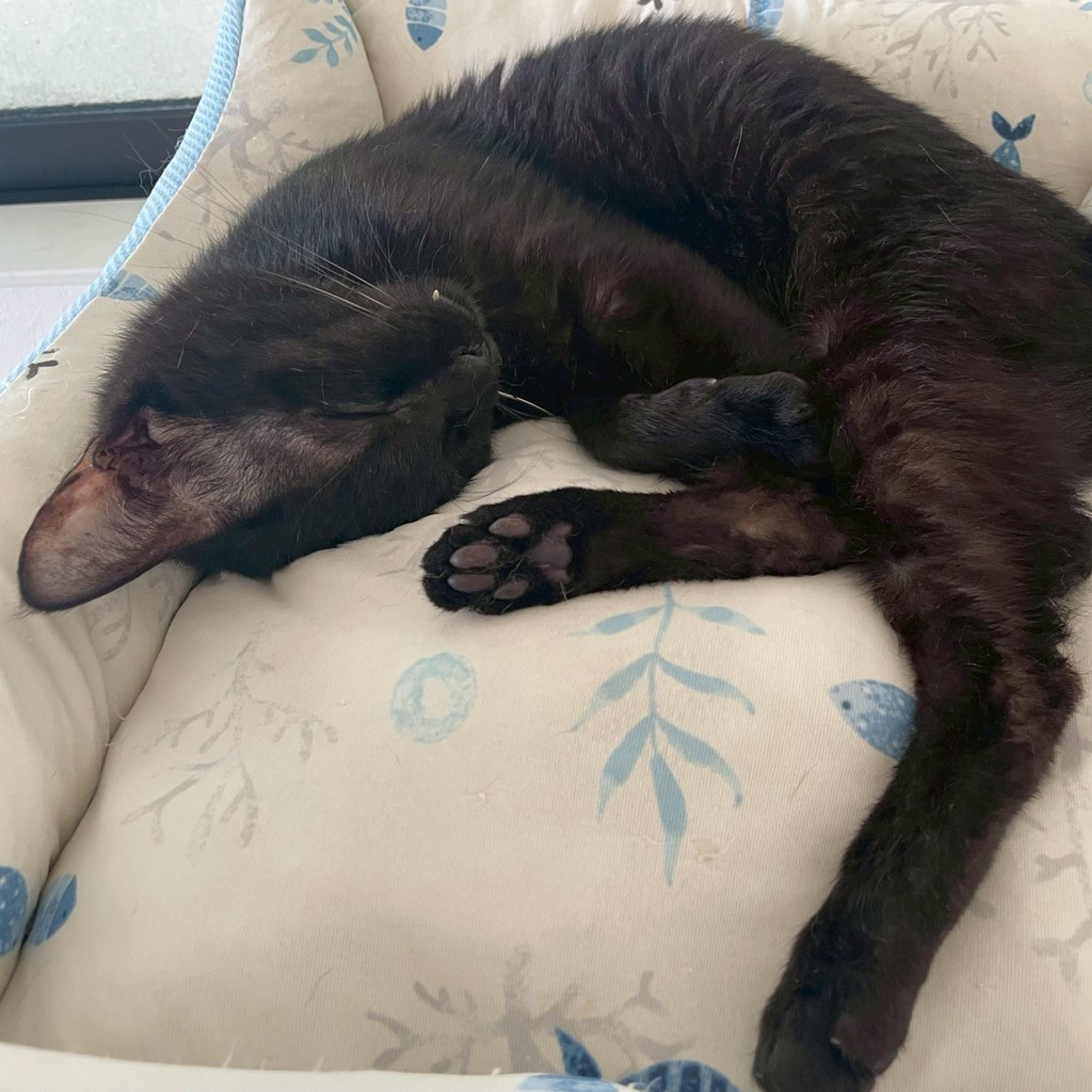 pet-image-8
