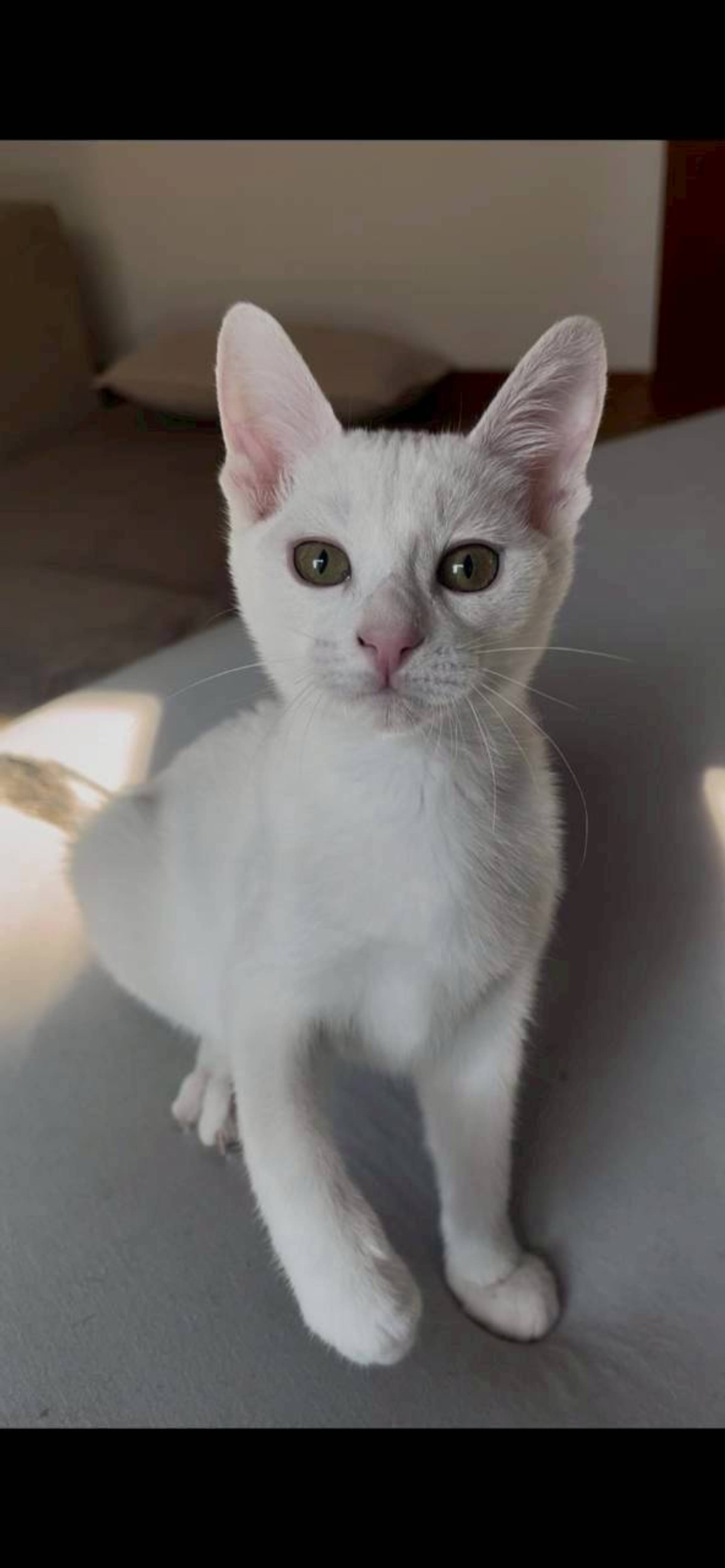 雑種（ミックス猫）・オスの里親募集の写真