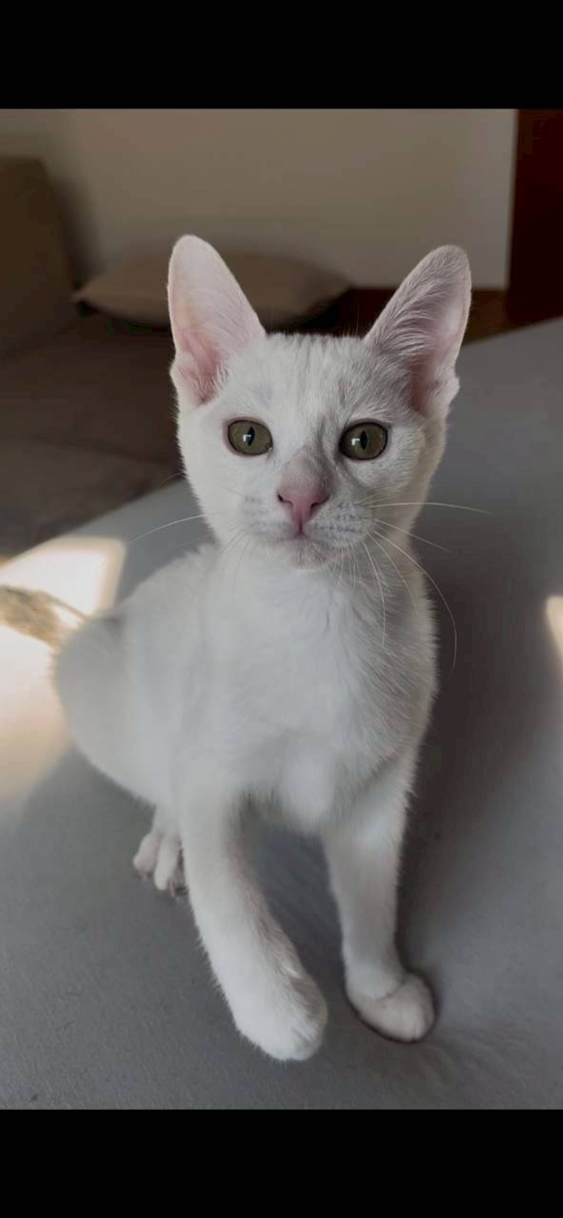 雑種（ミックス猫）・オスの里親募集の写真