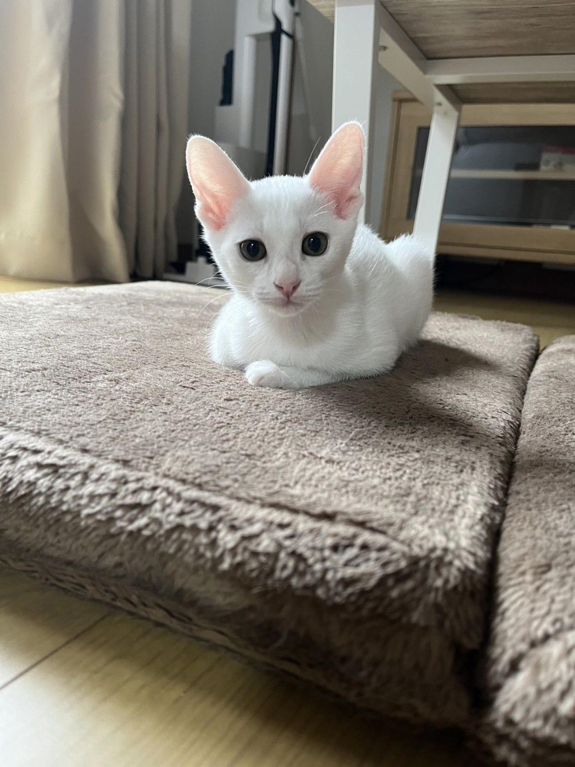 pet-image-2
