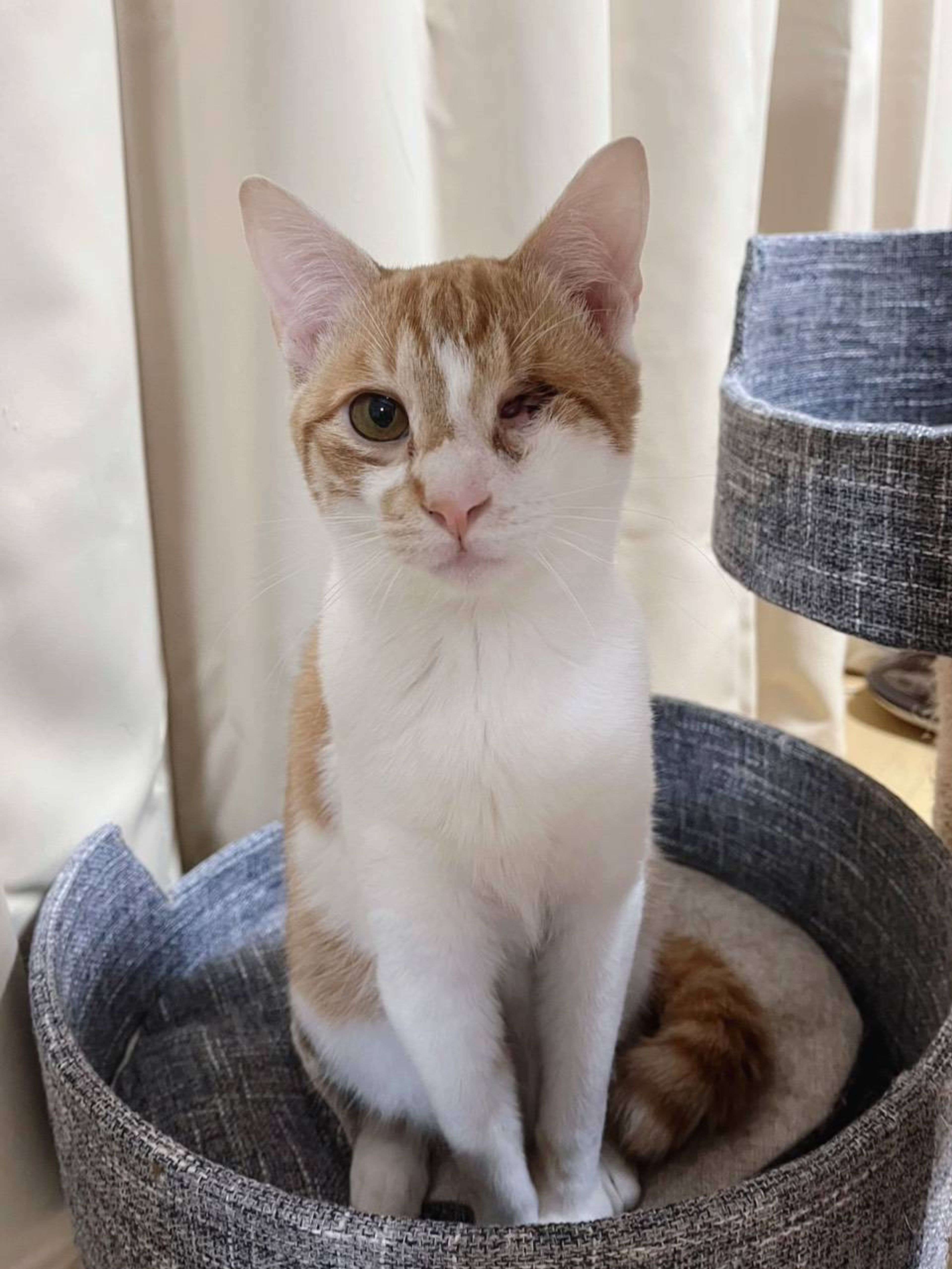 雑種（ミックス猫）・オスの里親募集の写真