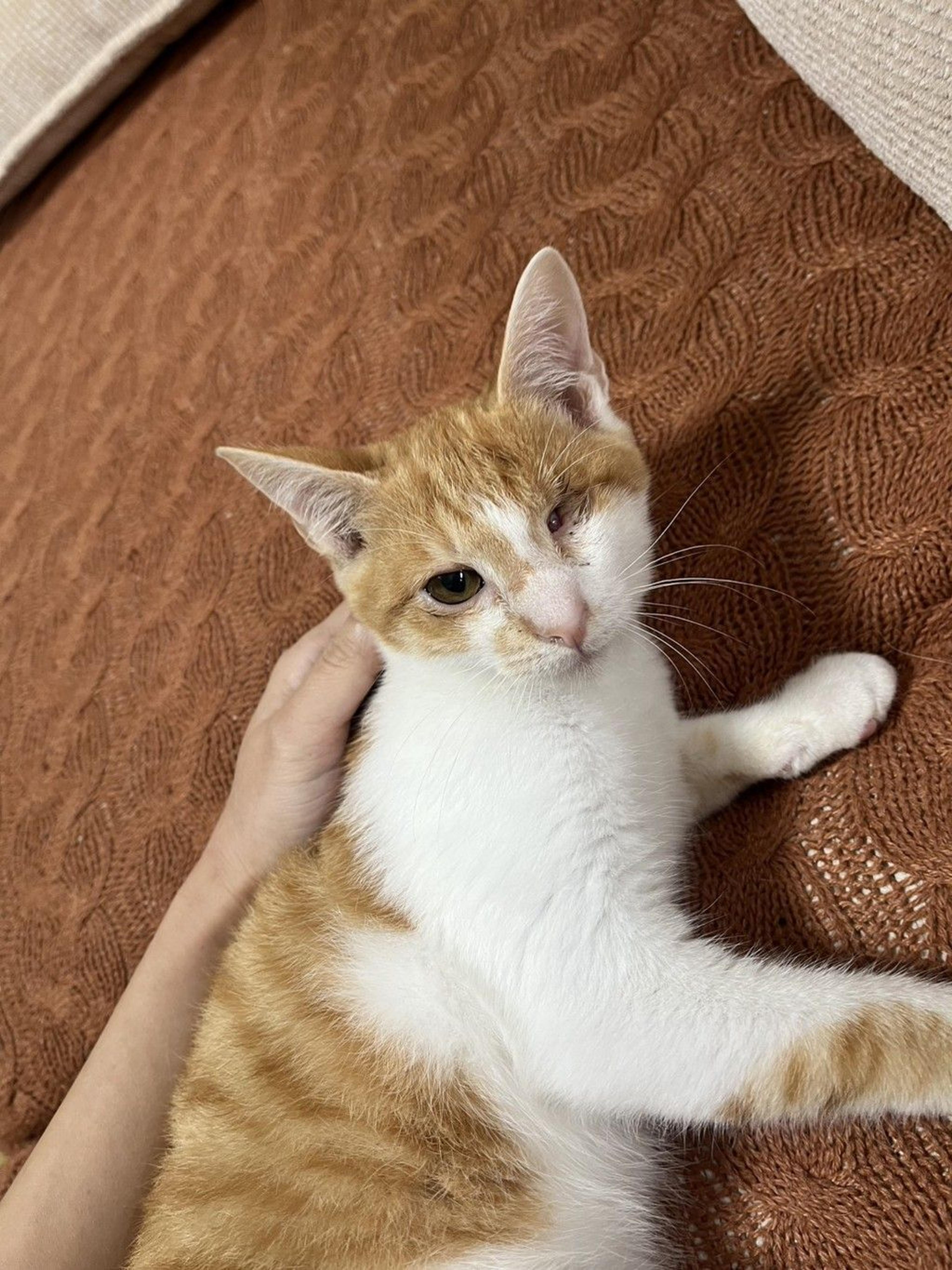 pet-image-4