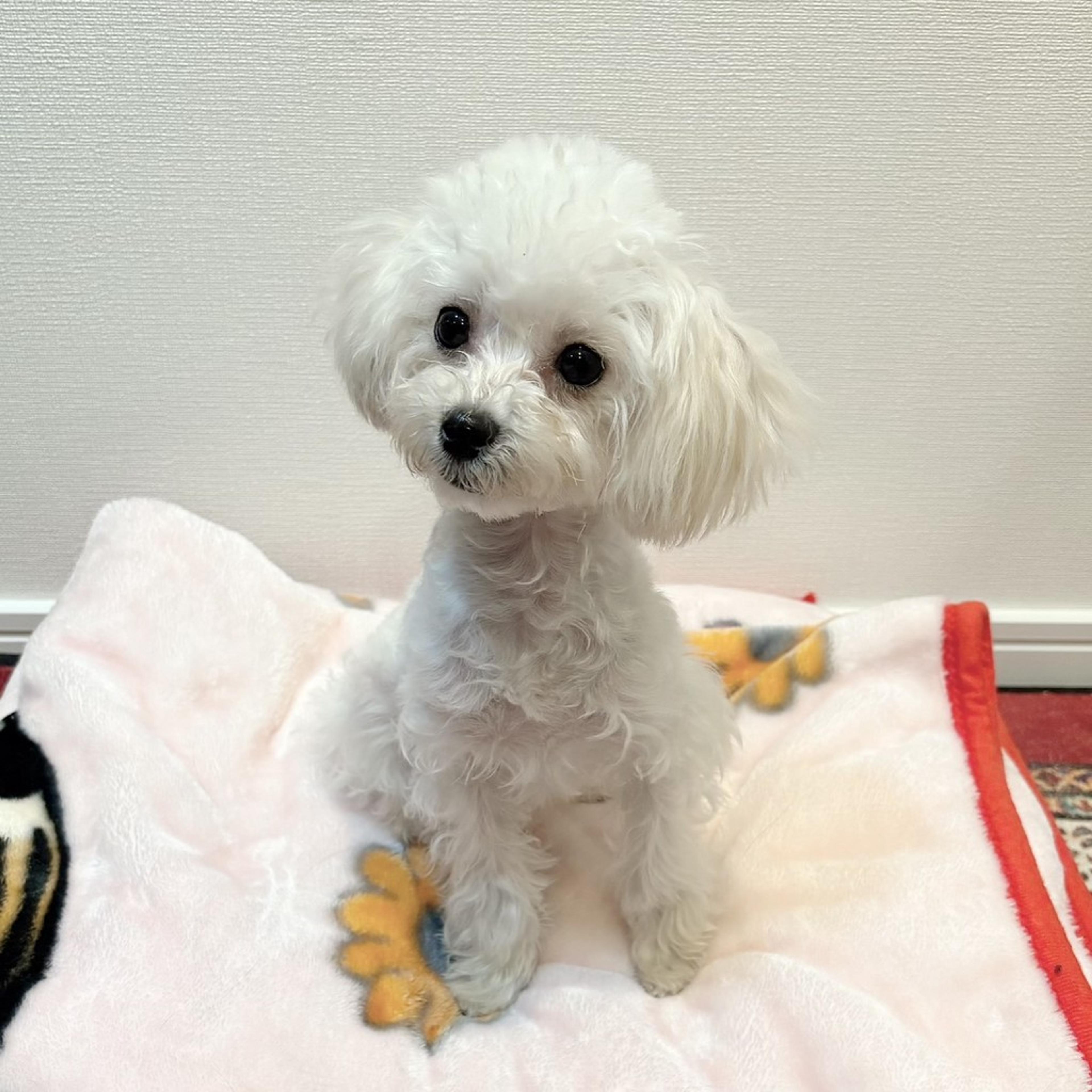 pet-image-2