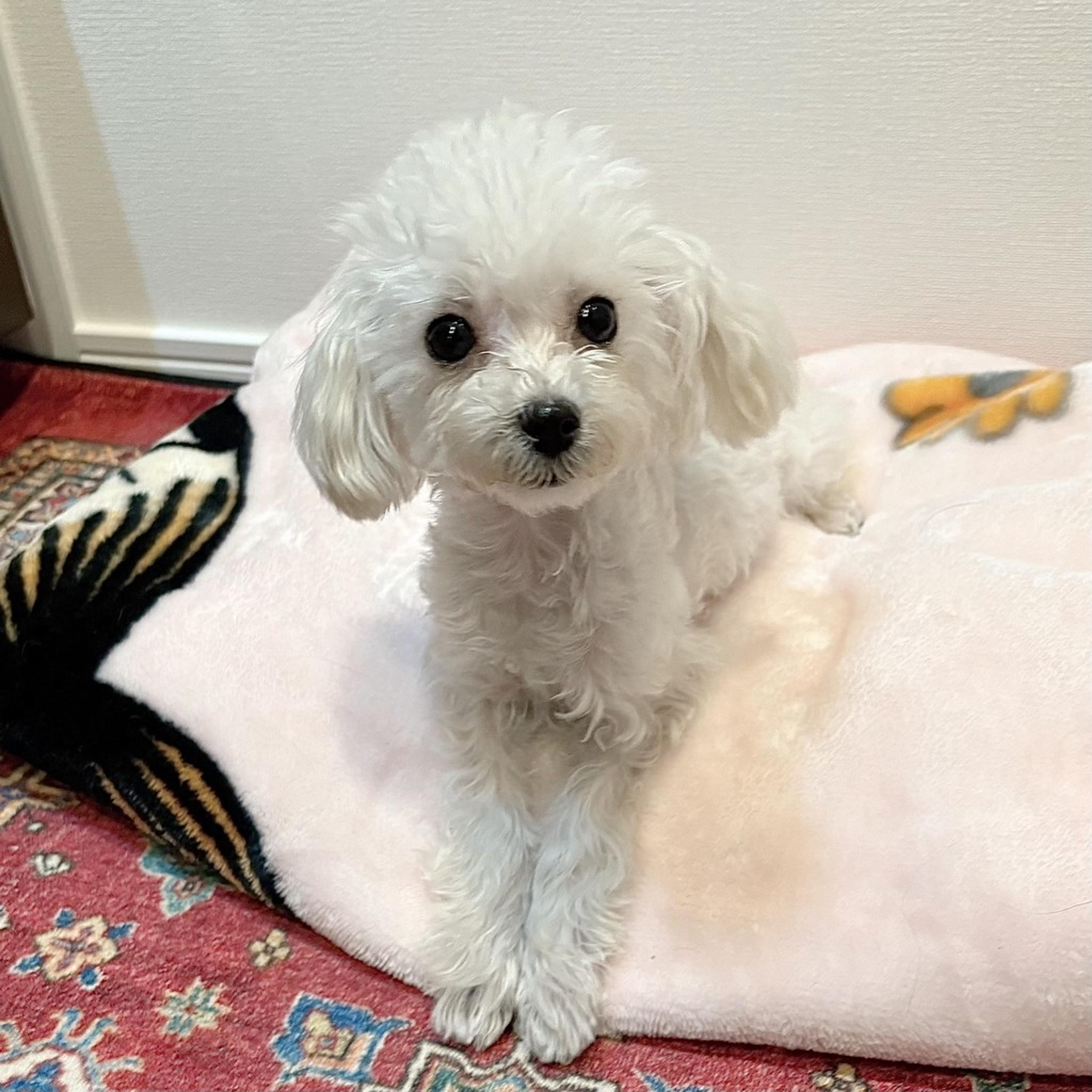 pet-image-3