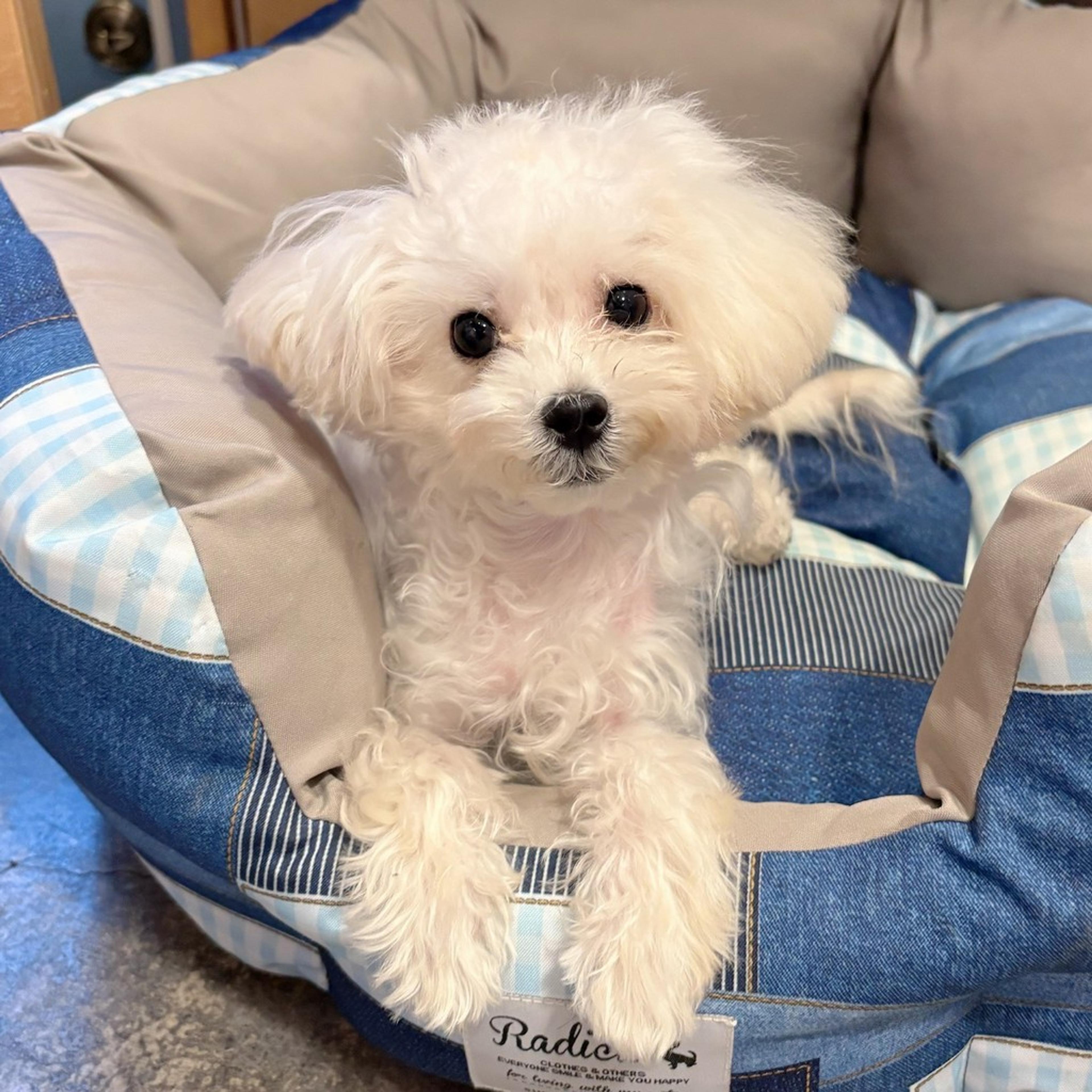 pet-image-4