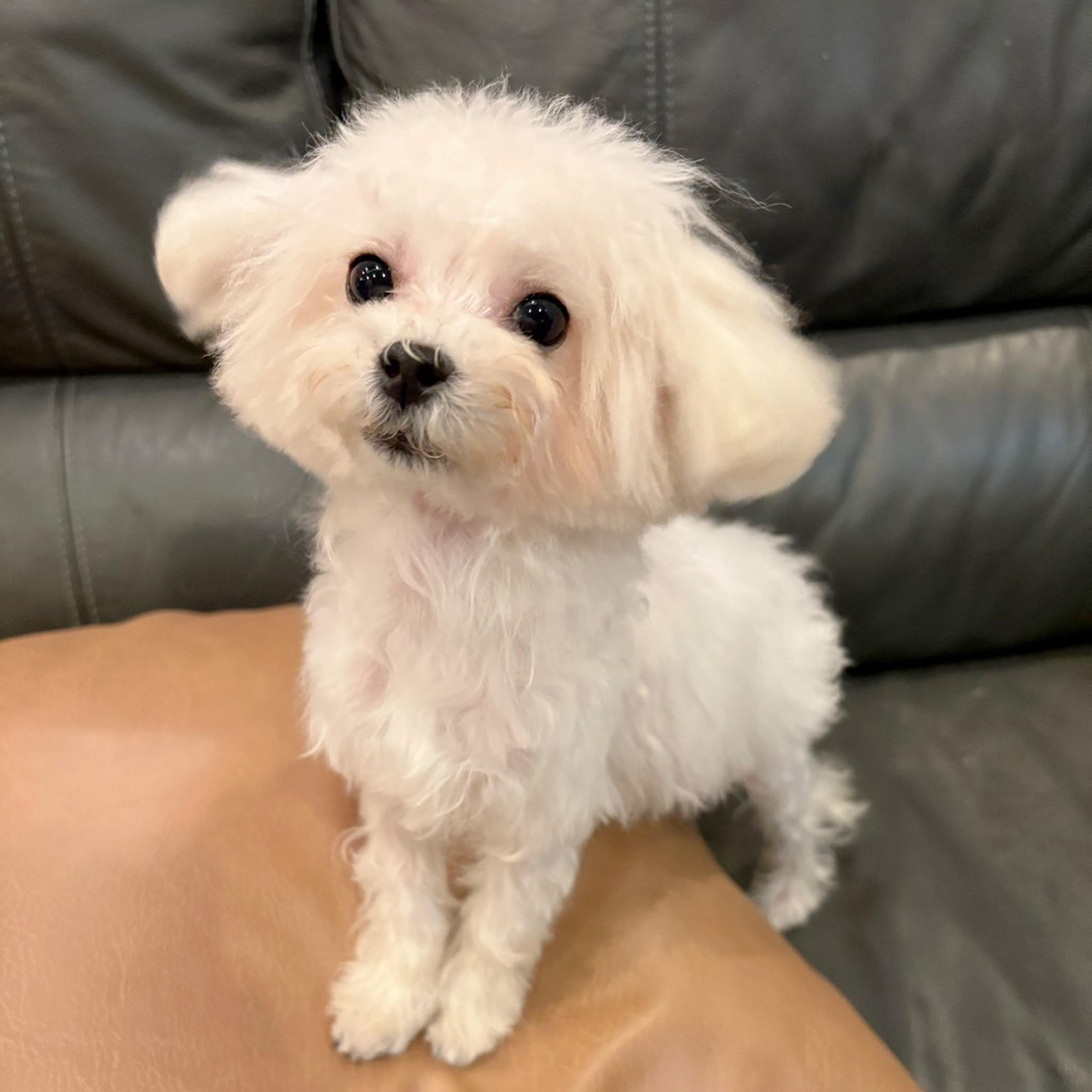 pet-image-5