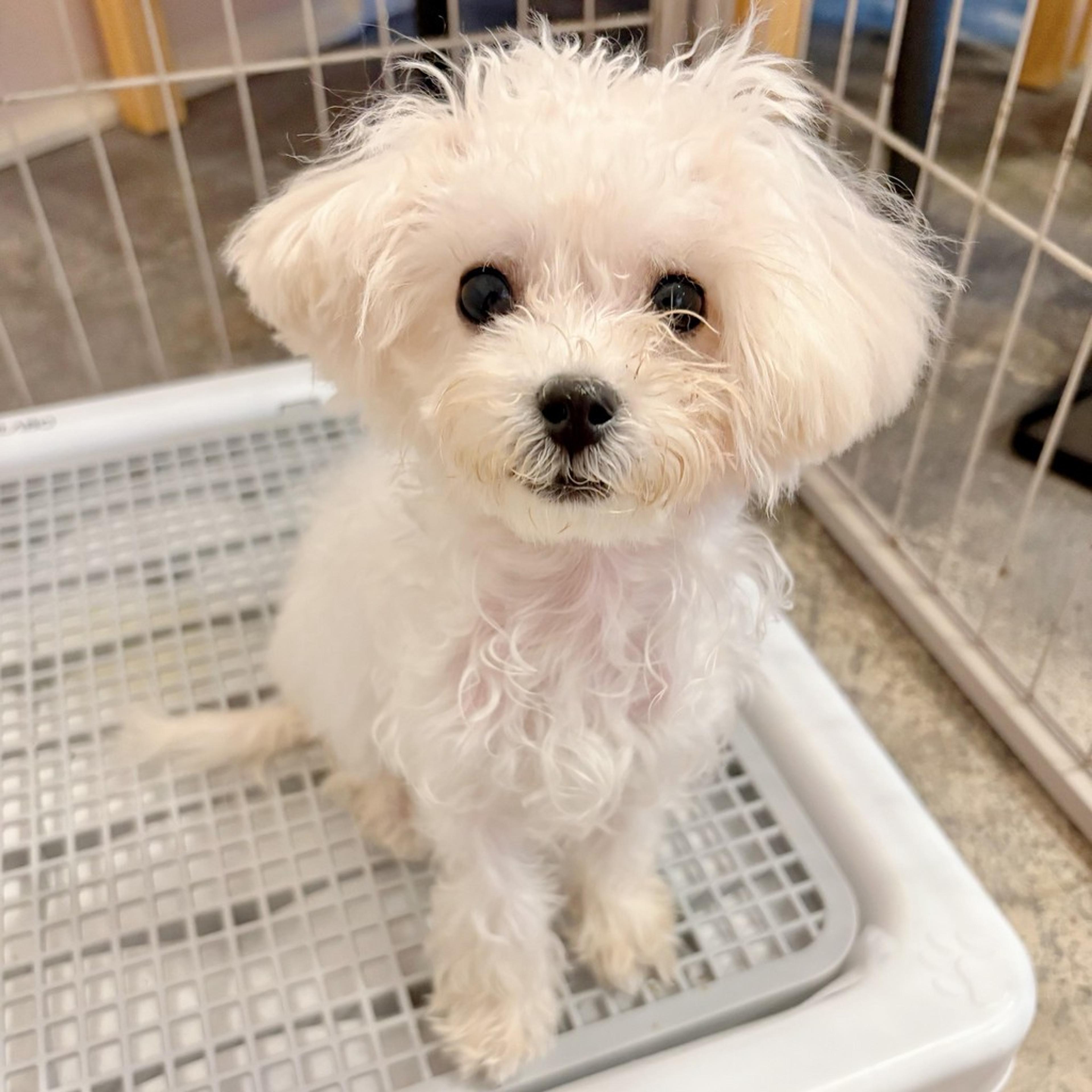 pet-image-6