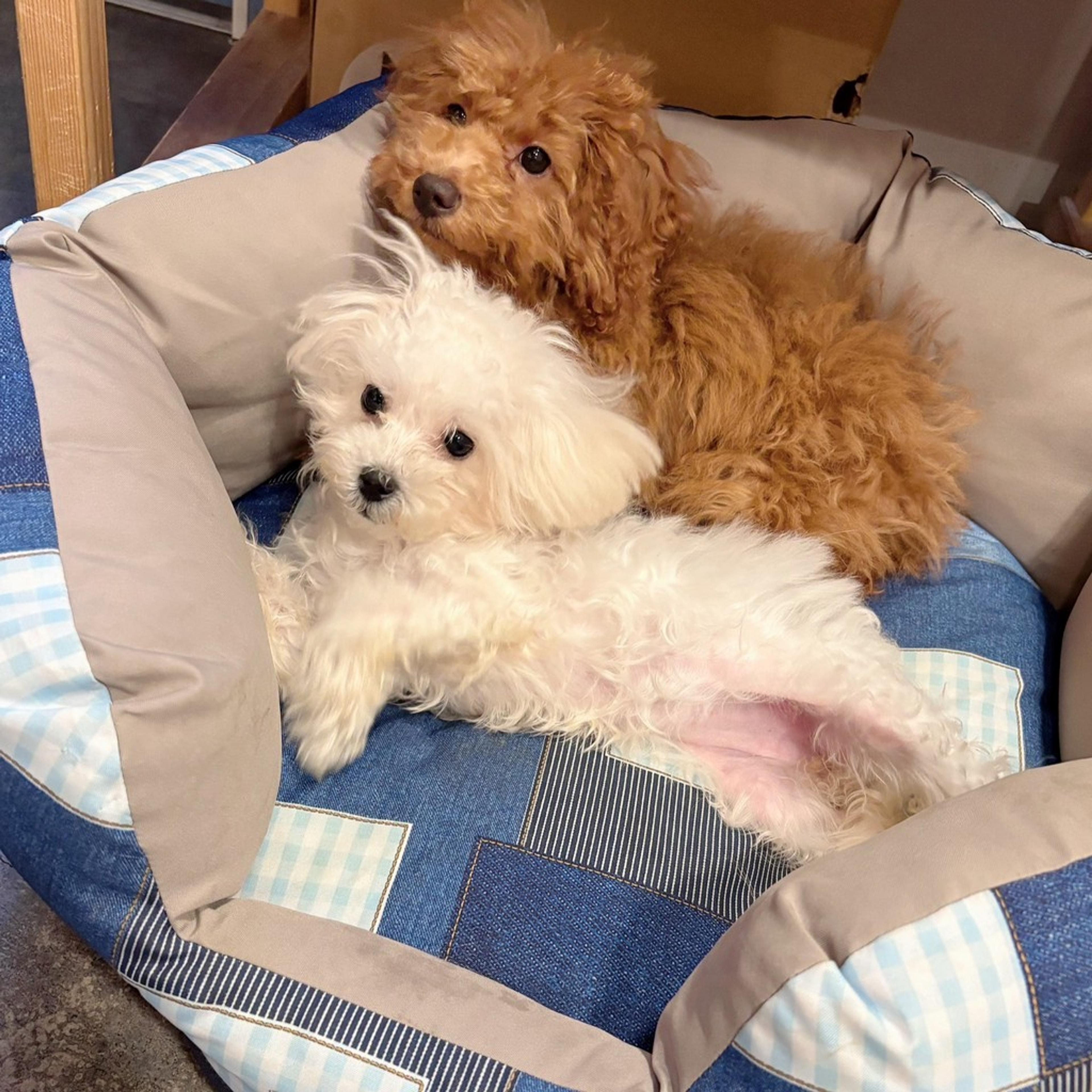 pet-image-7