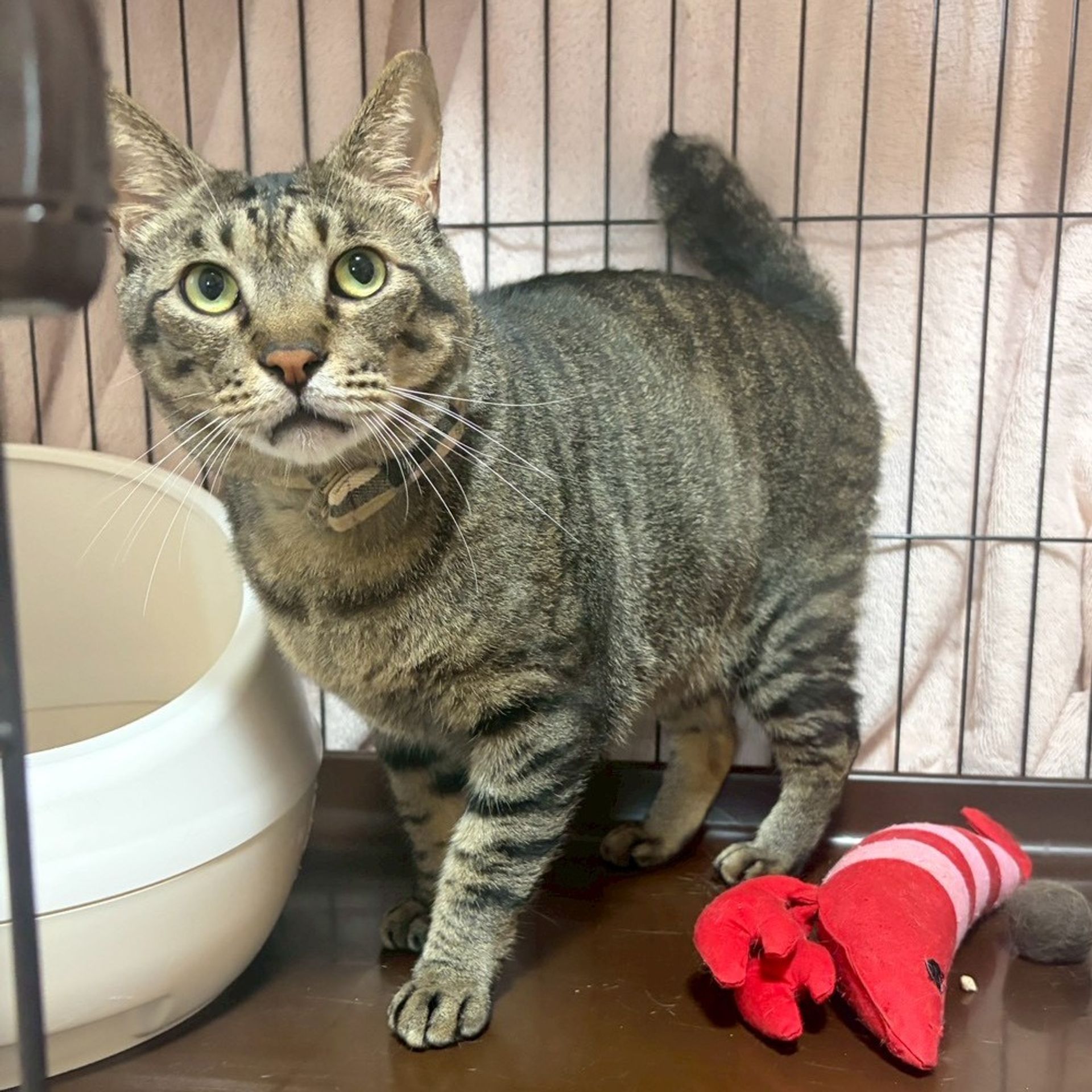 雑種（ミックス猫）・オスの里親募集の写真