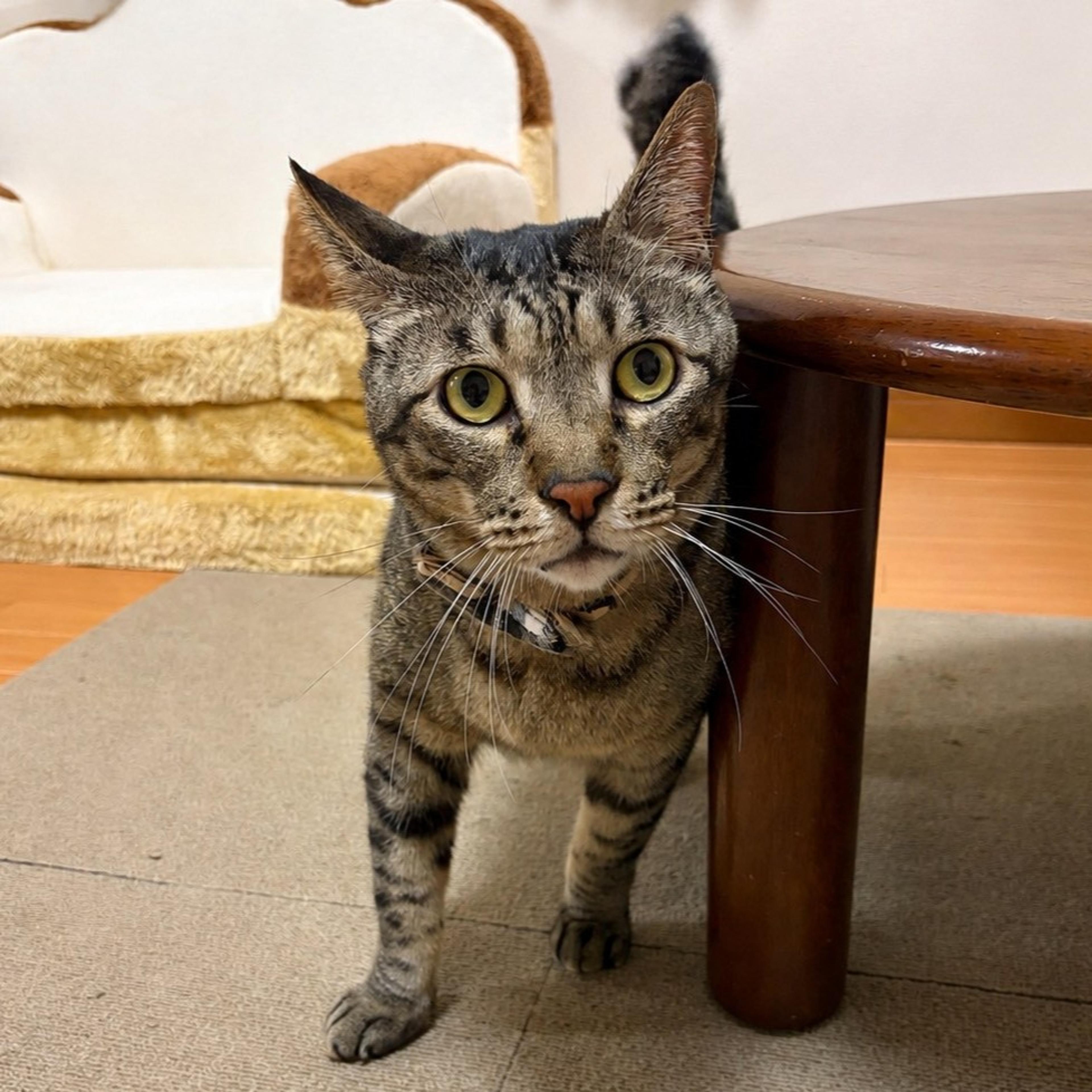 pet-image-2