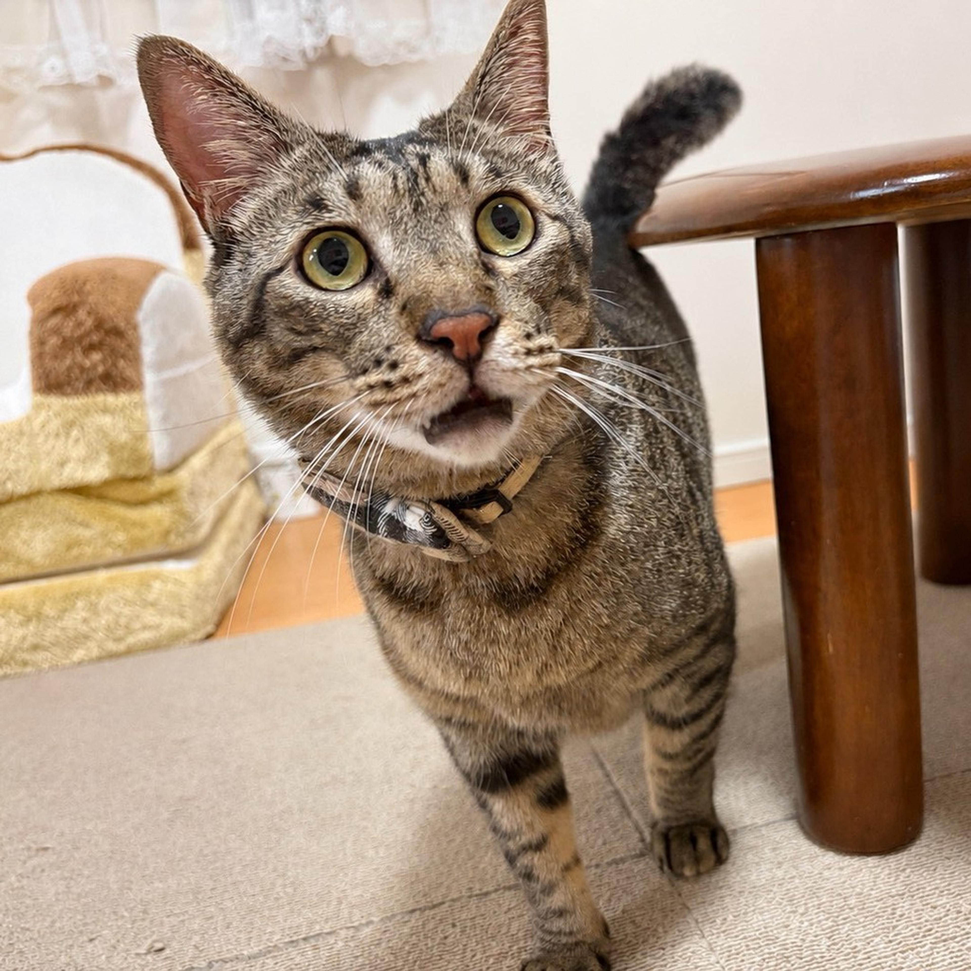 pet-image-3