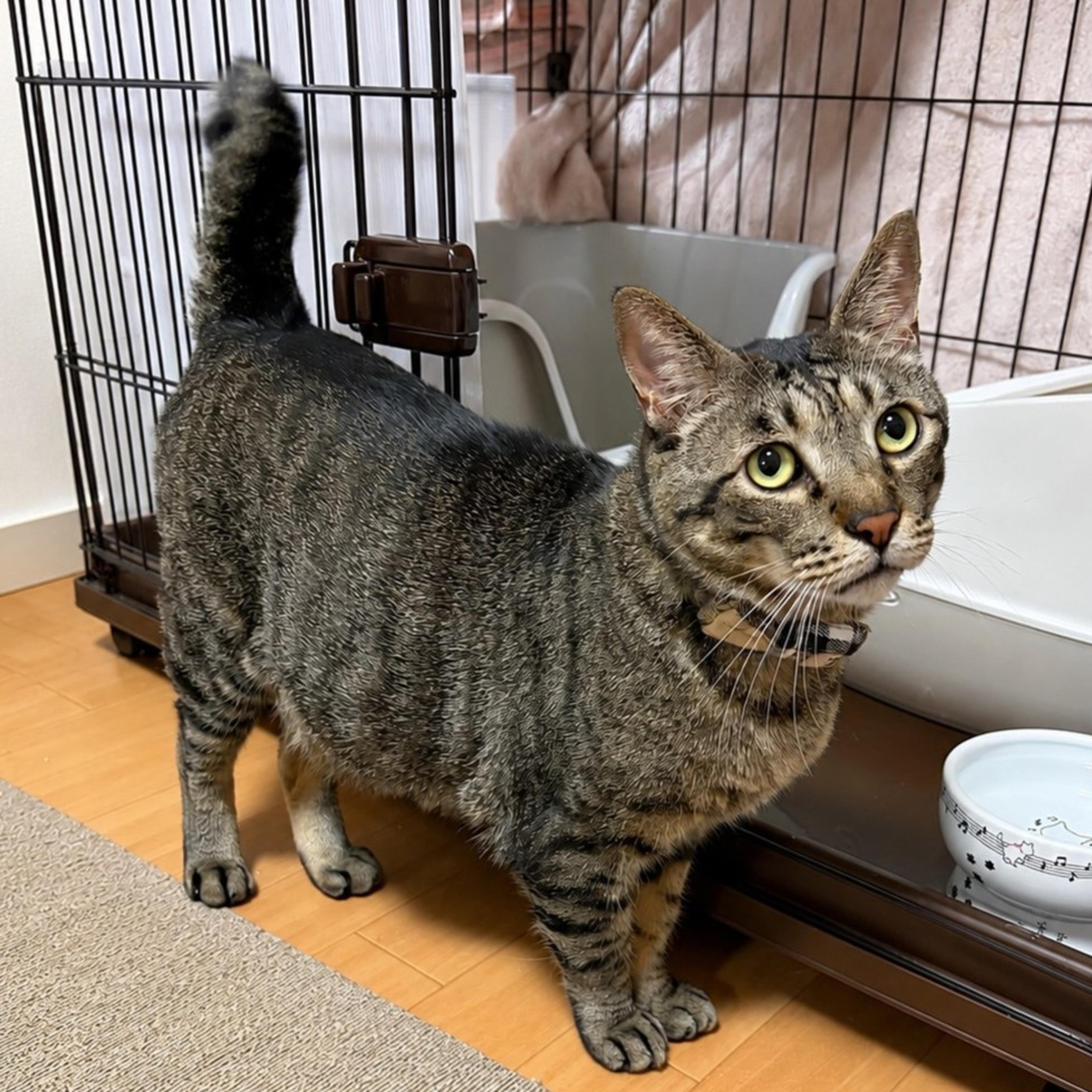 pet-image-4