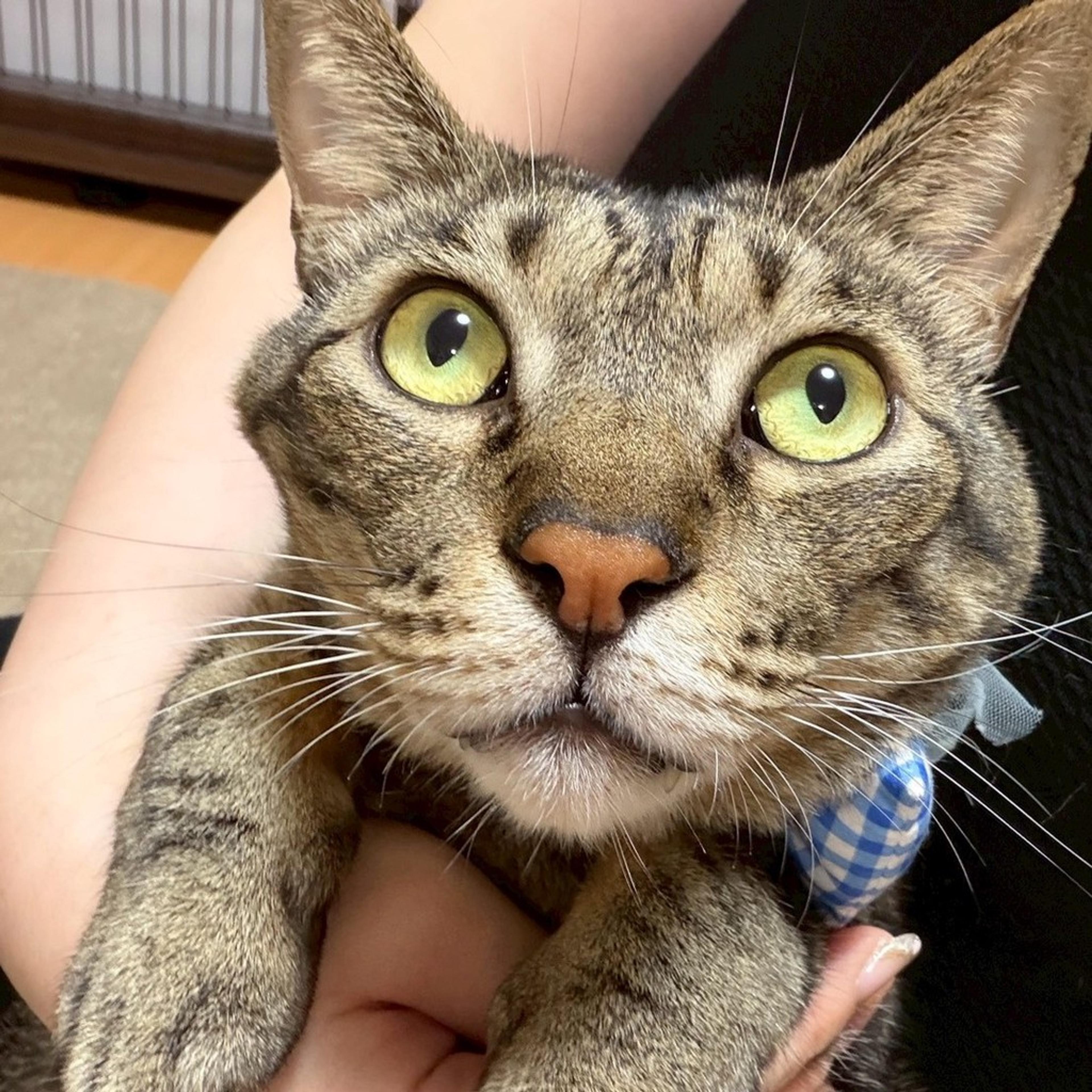 pet-image-5