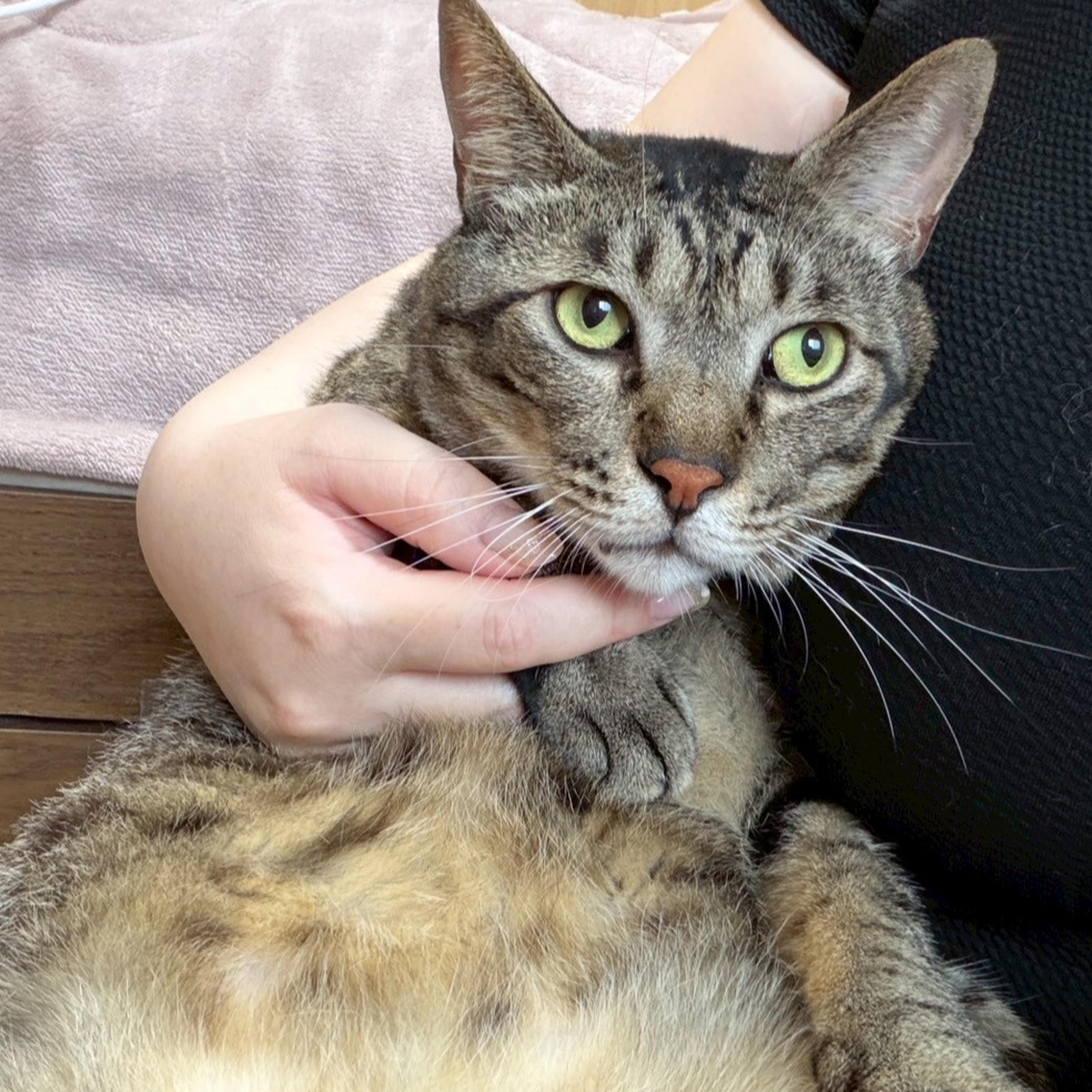 pet-image-8