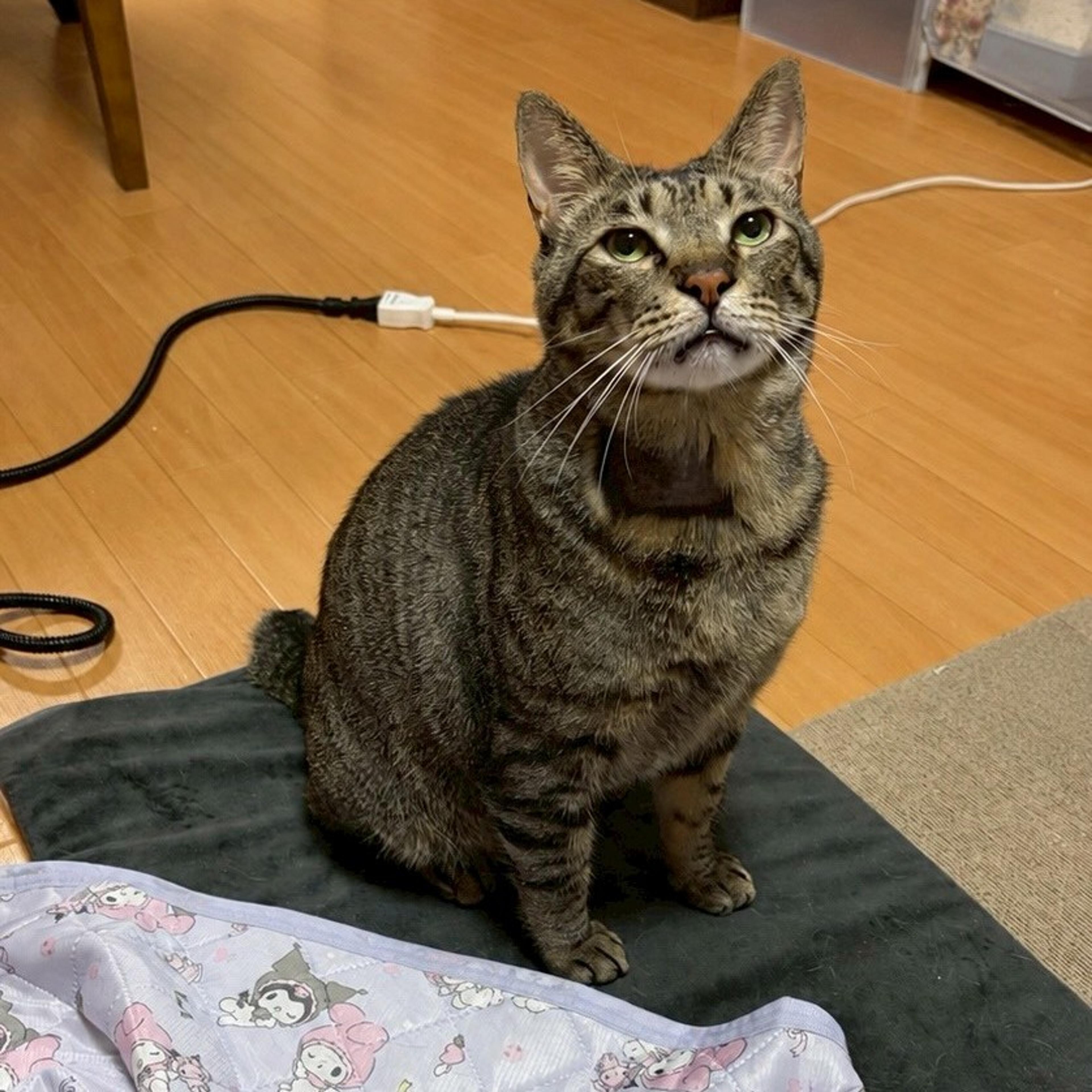pet-image-9