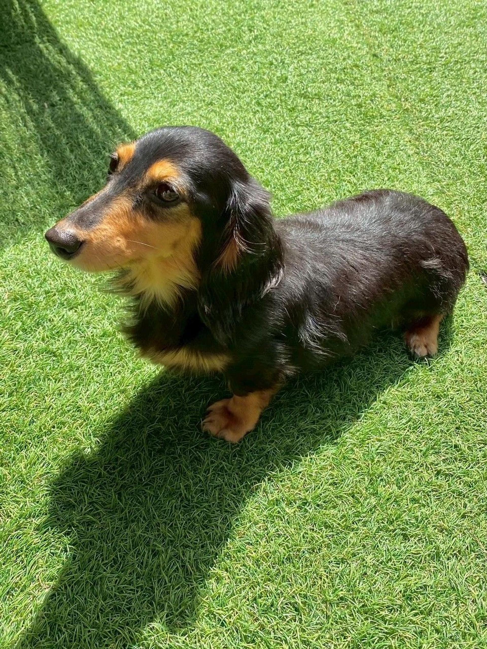 pet-image-4