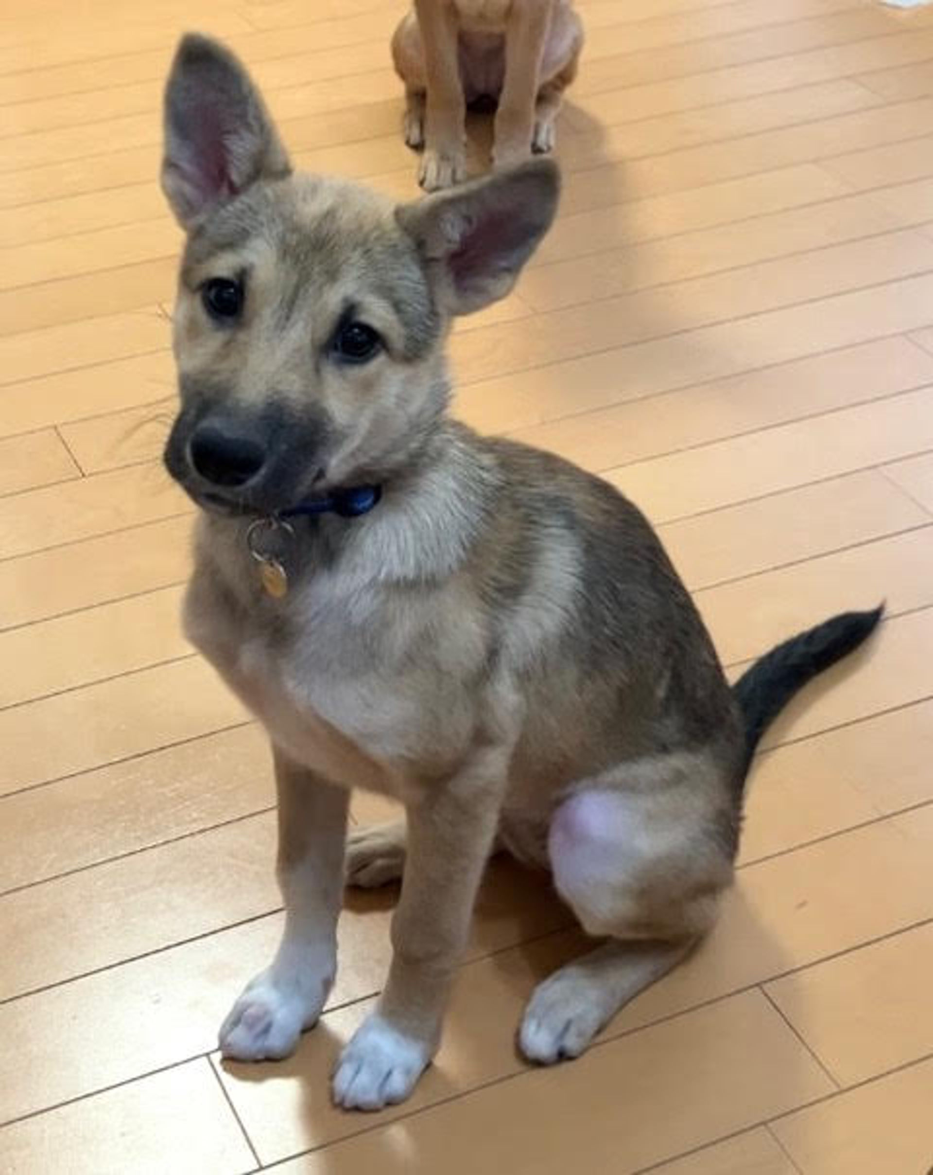 雑種（ミックス犬）・メスの里親募集の写真