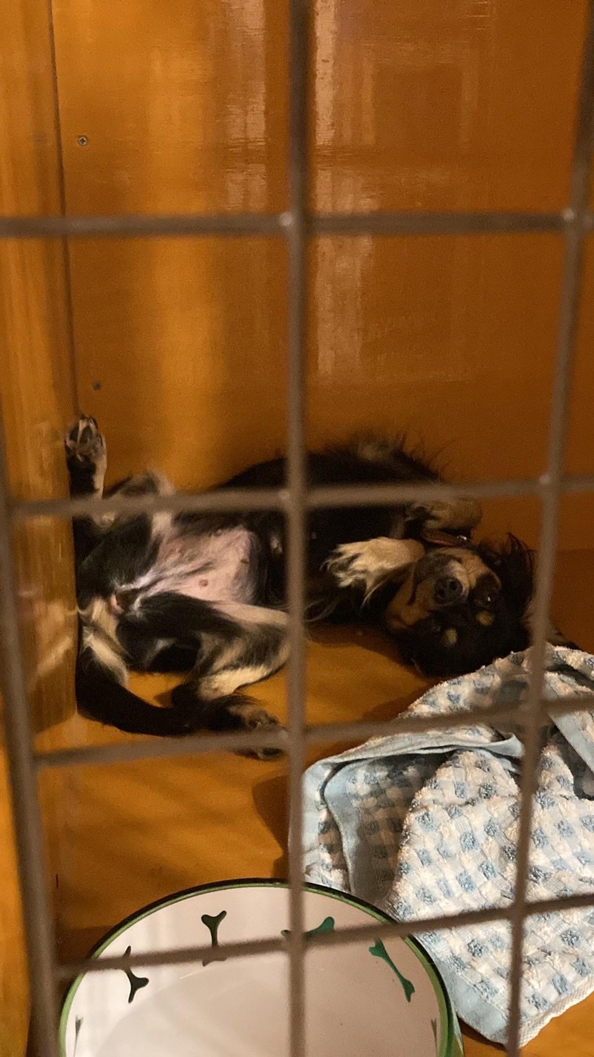 pet-image-5