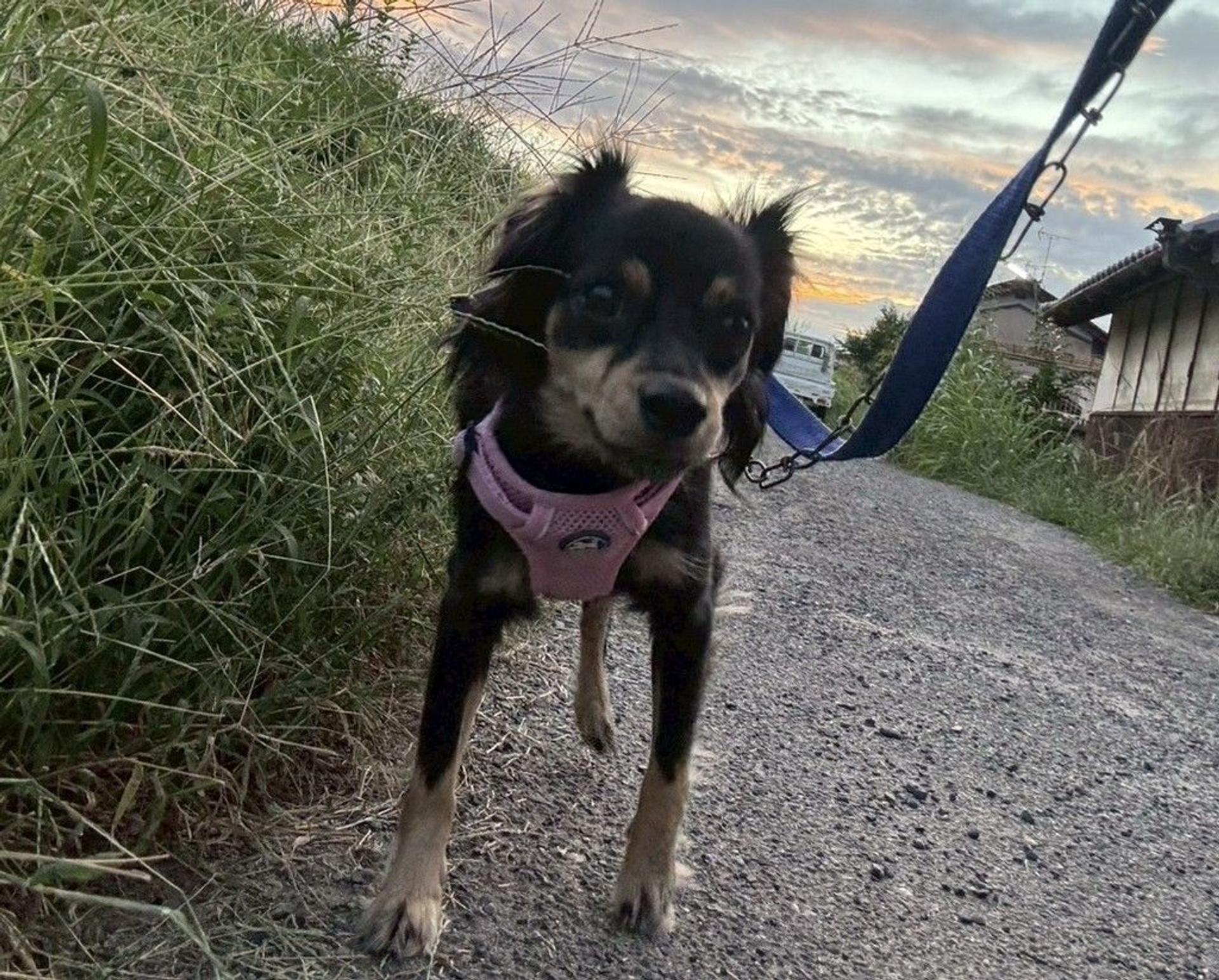 pet-image-6