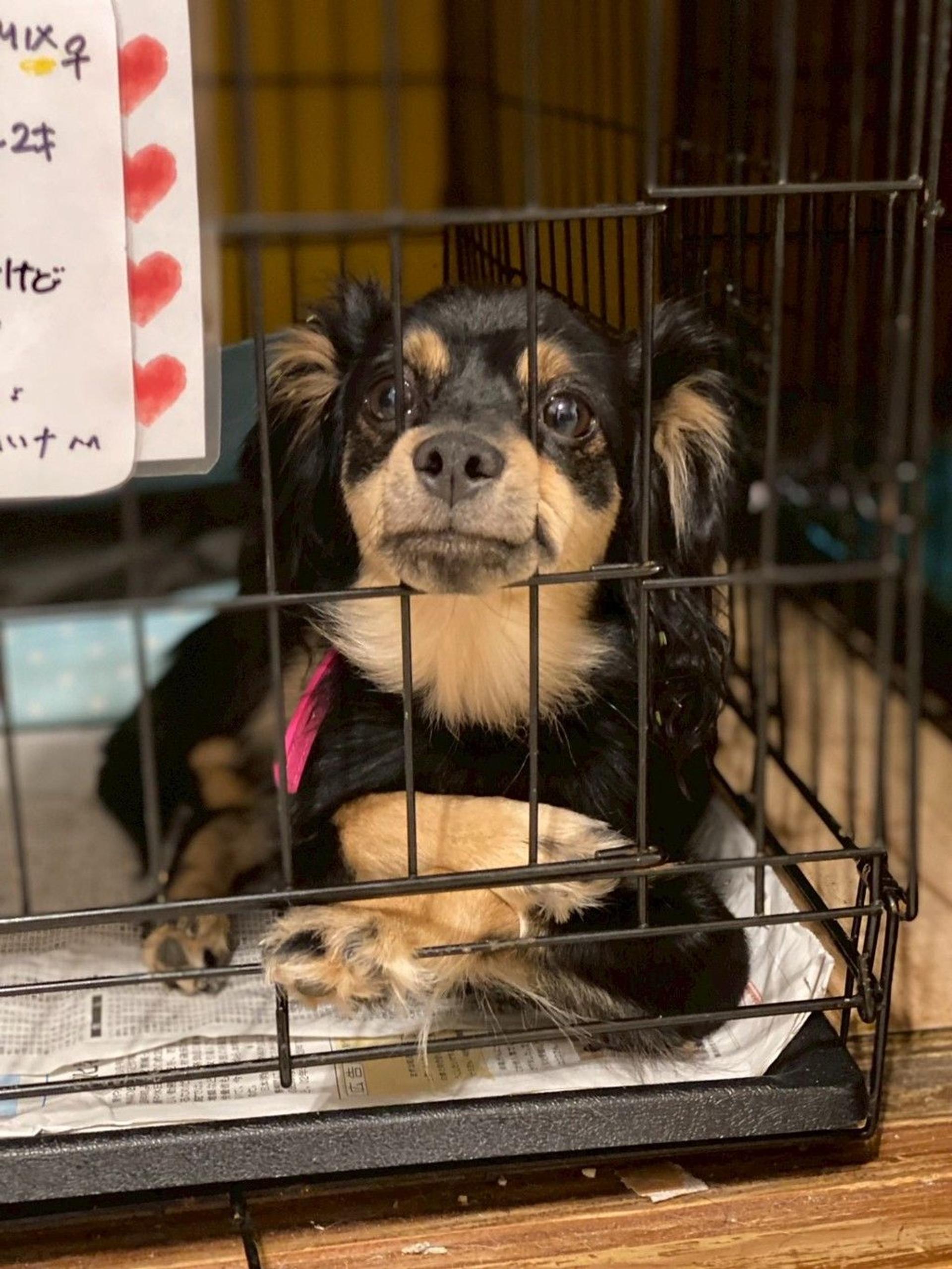 pet-image-9