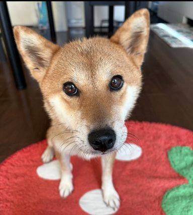 人懐こく犬猫OKな柴犬すみれちゃん
