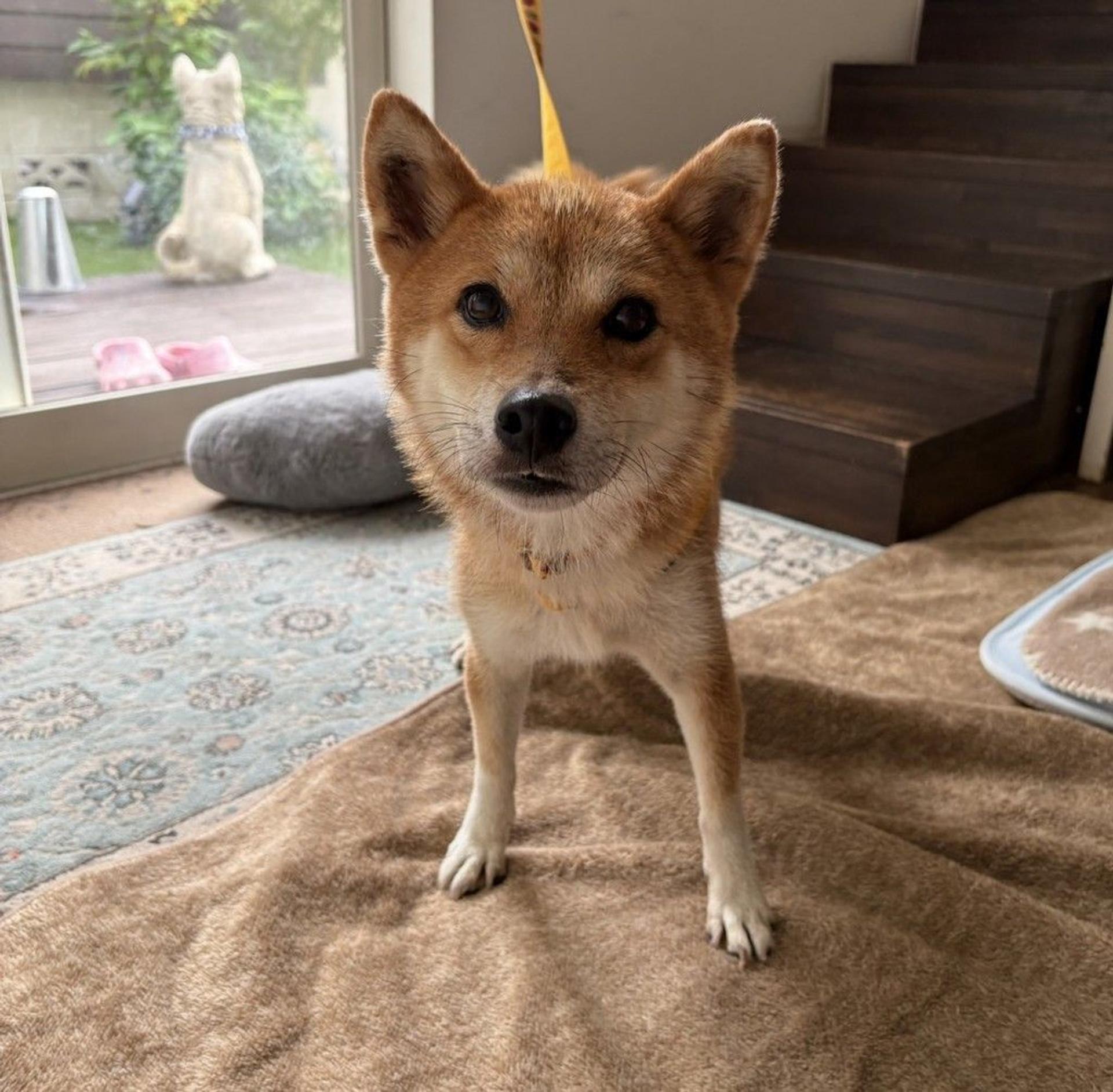 pet-image-3