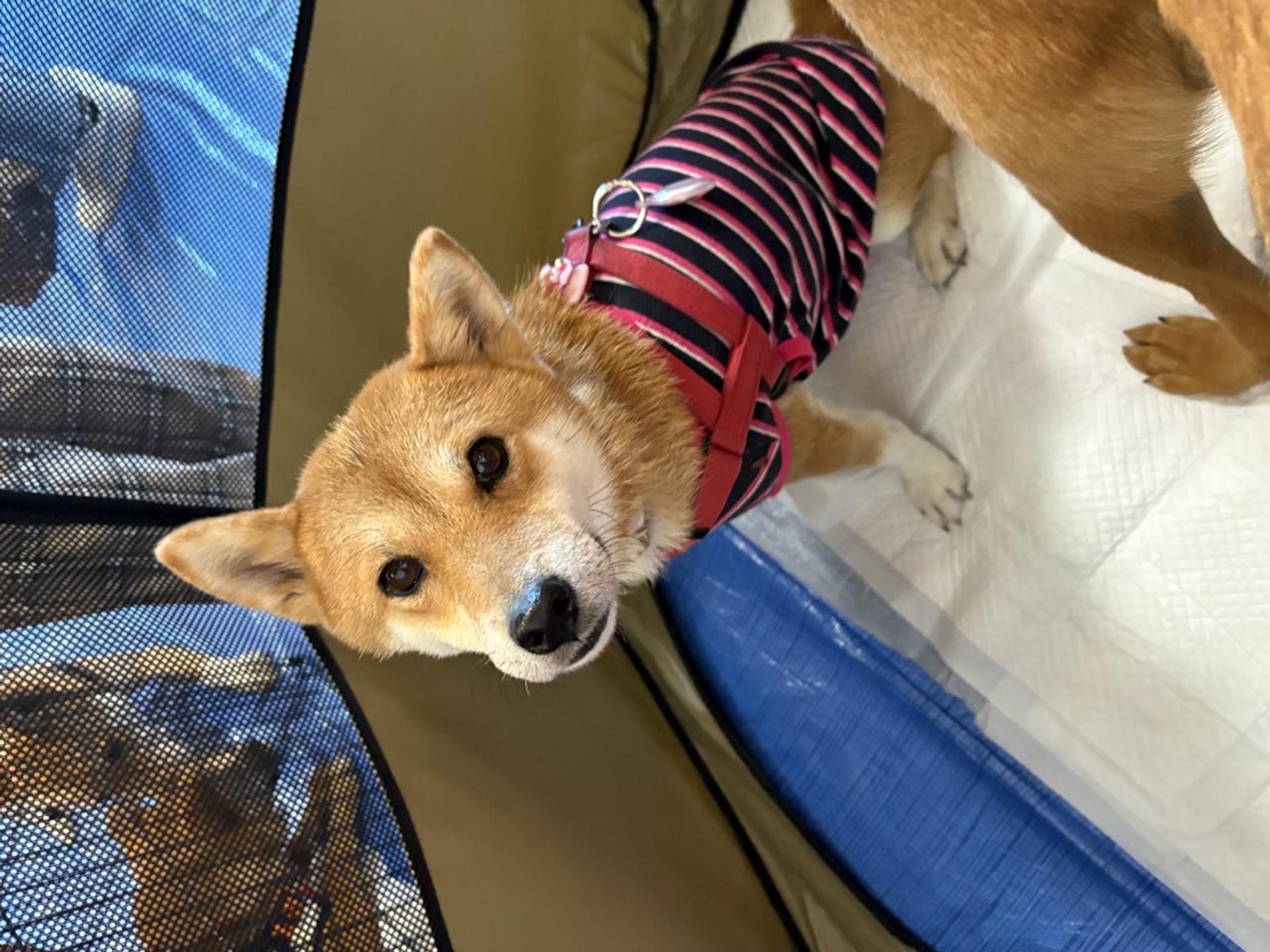 pet-image-6