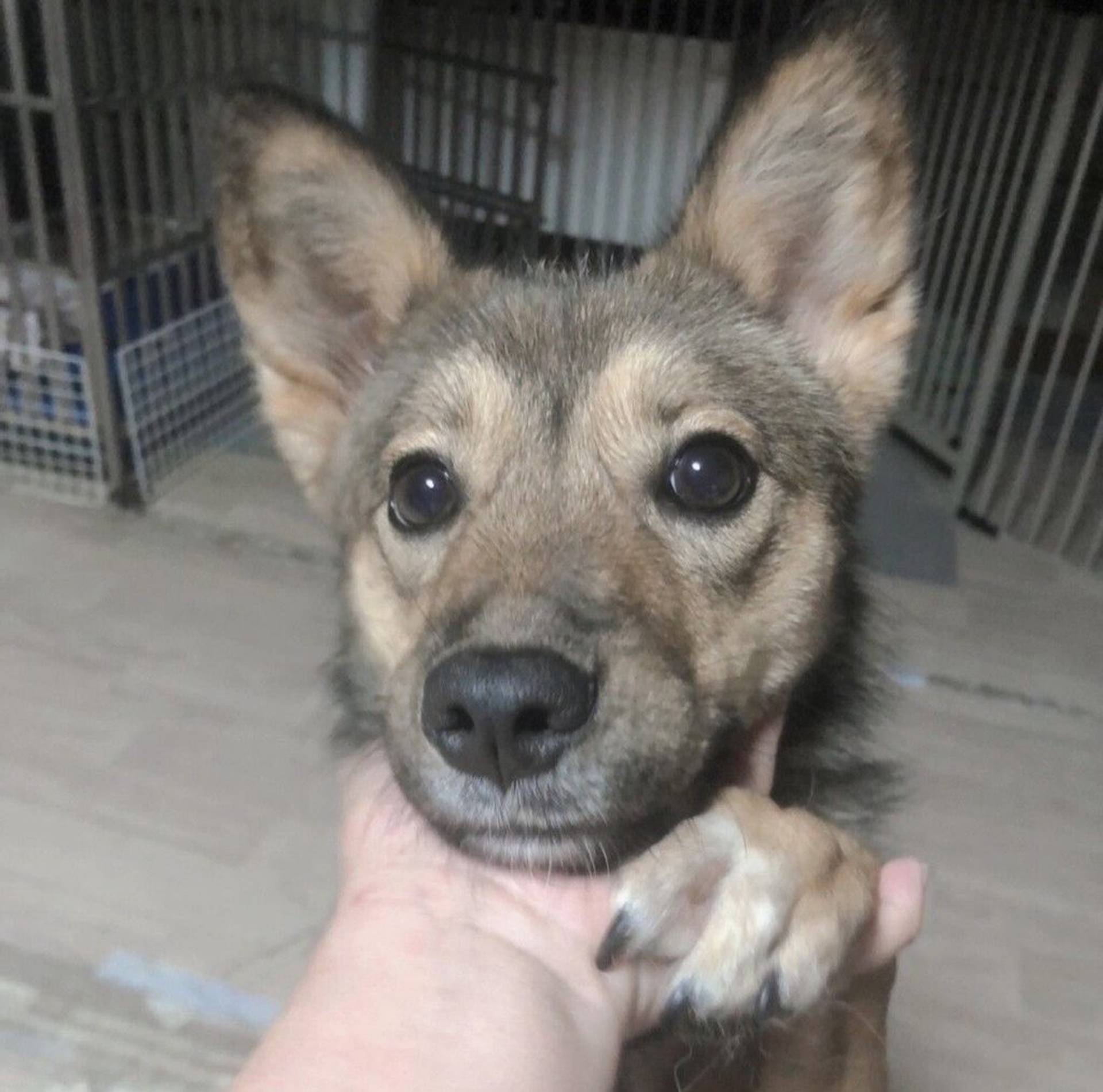 雑種（ミックス犬）・メスの里親募集の写真
