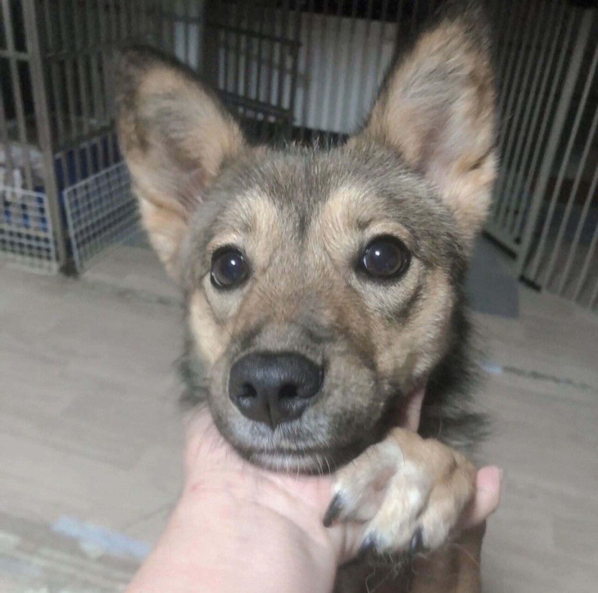 雑種（ミックス犬）・メスの里親募集の写真