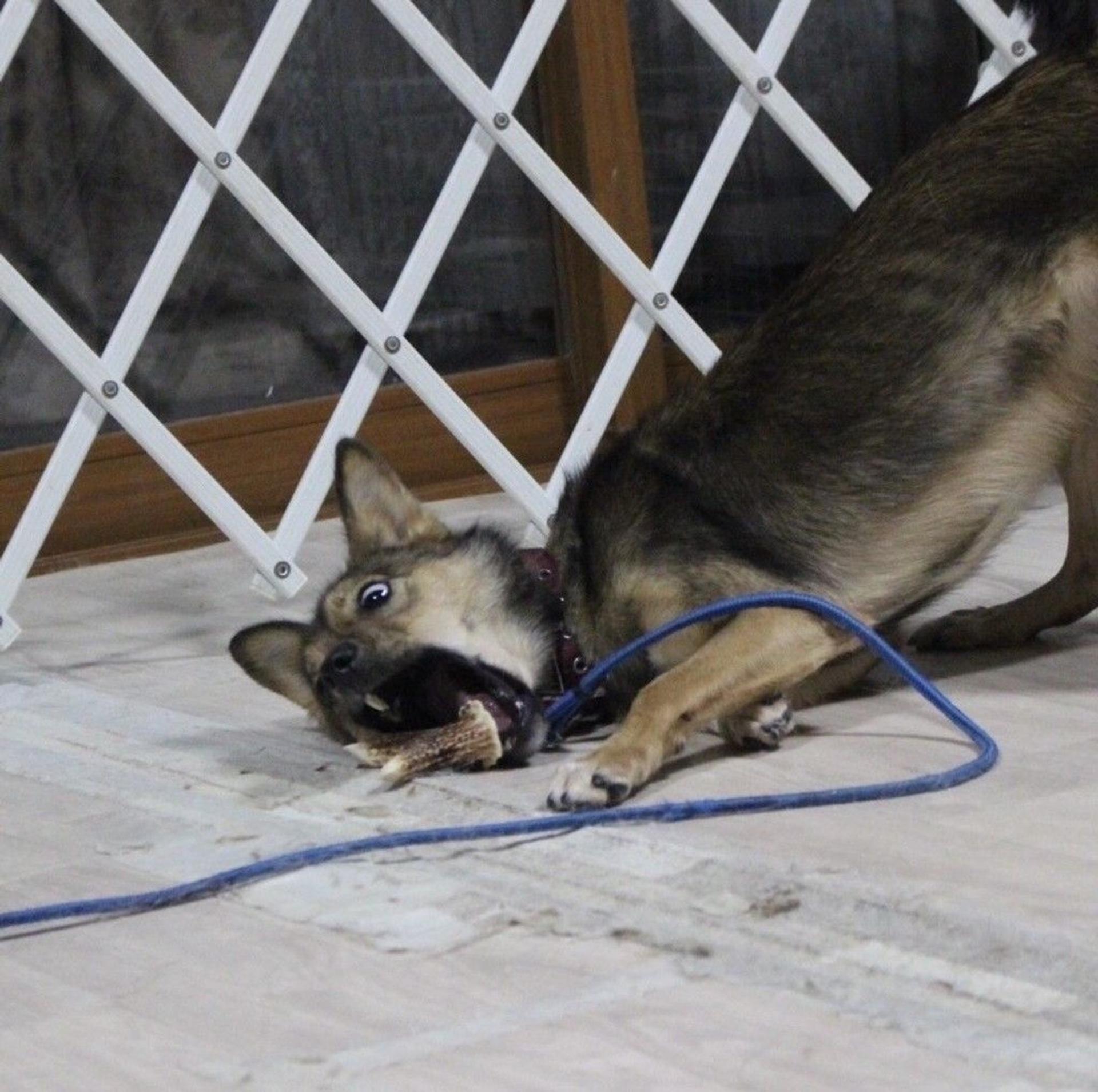 pet-image-6