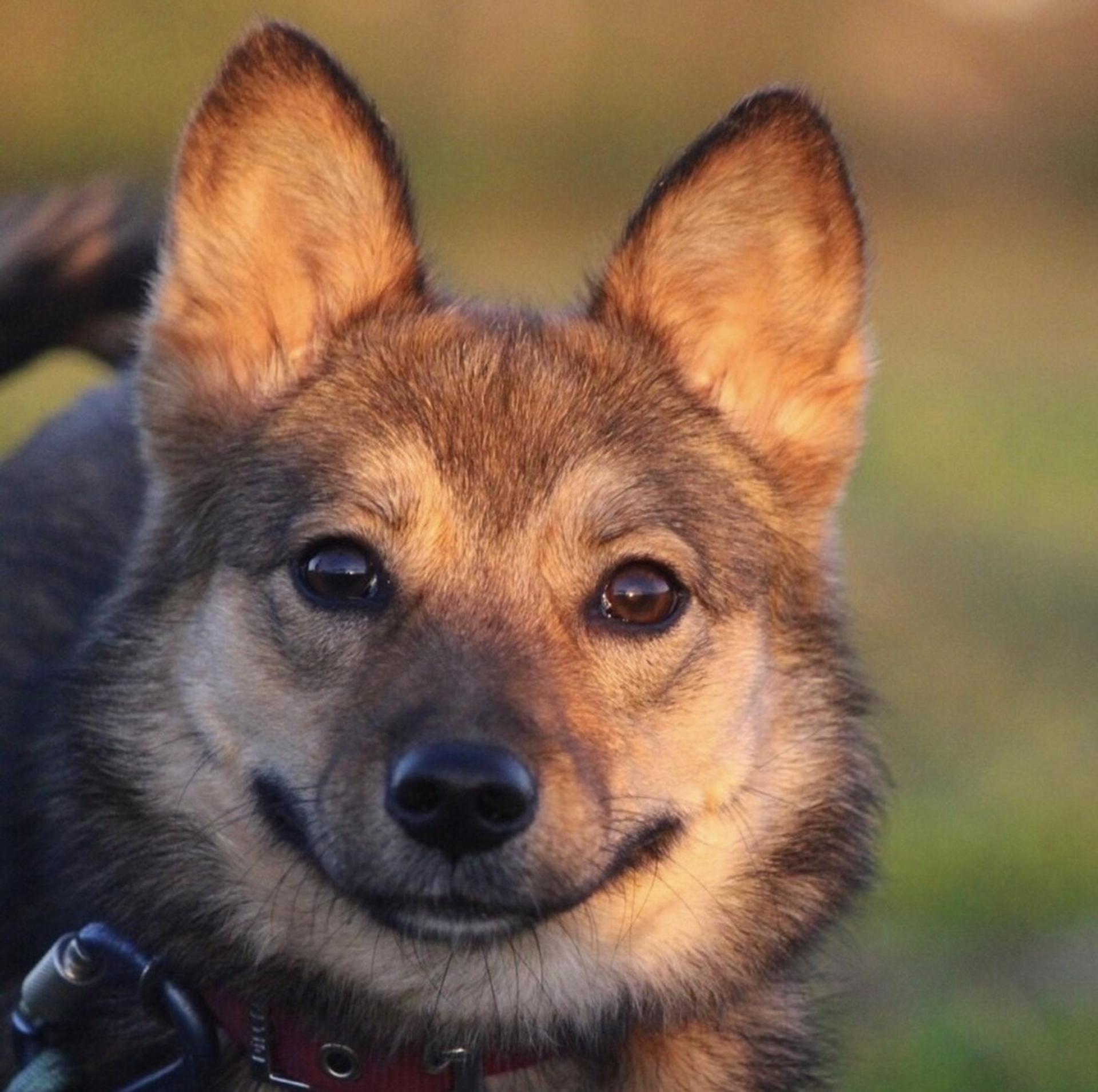 pet-image-7