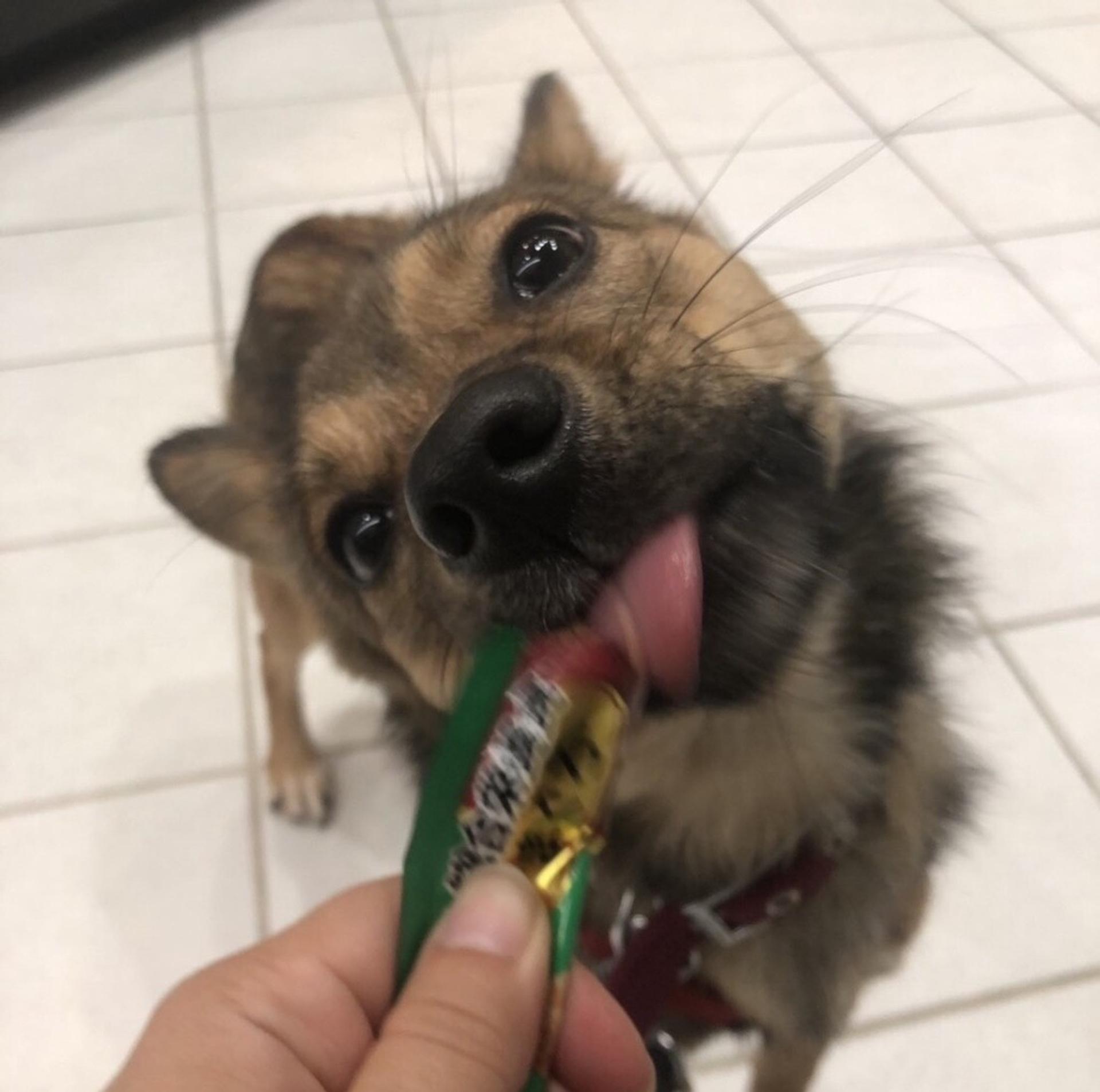 pet-image-9