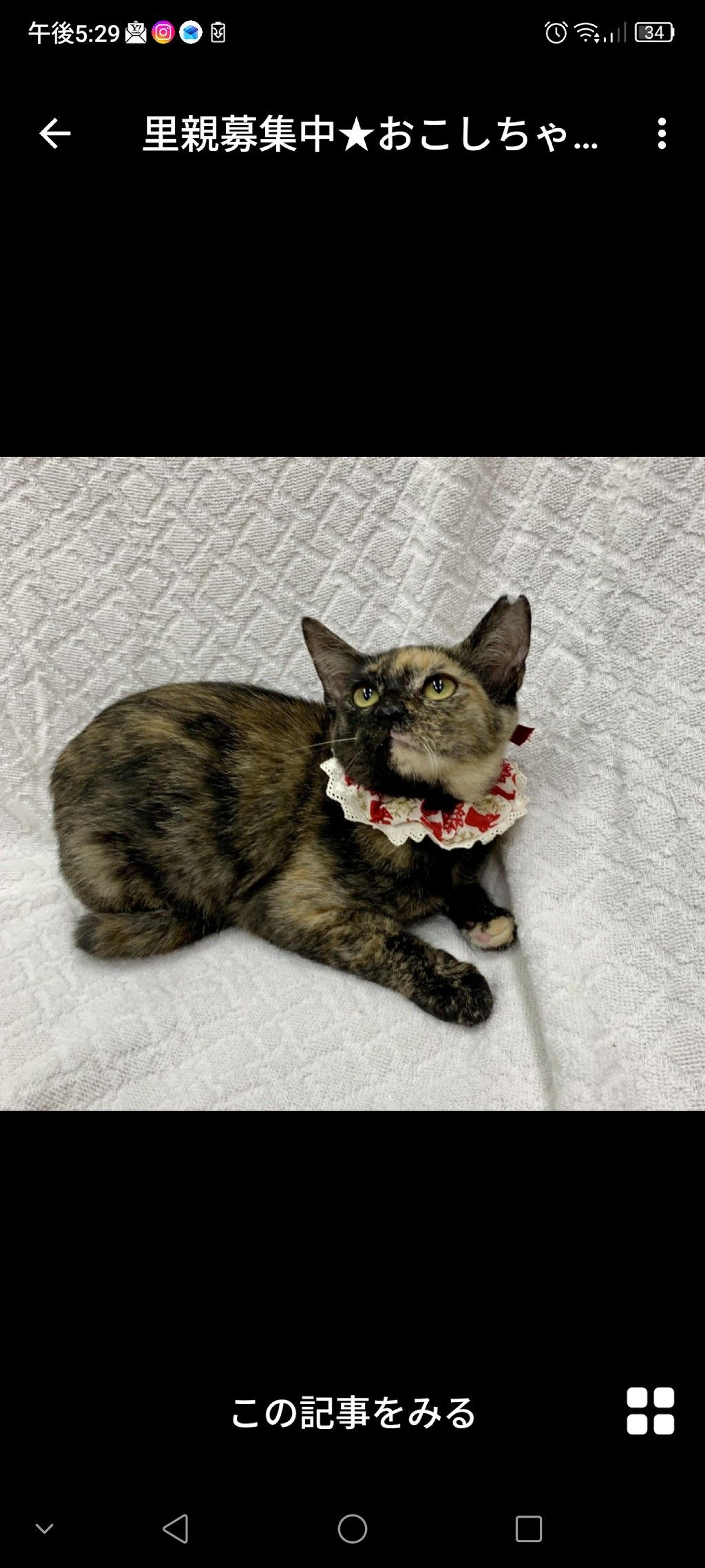 pet-image-2