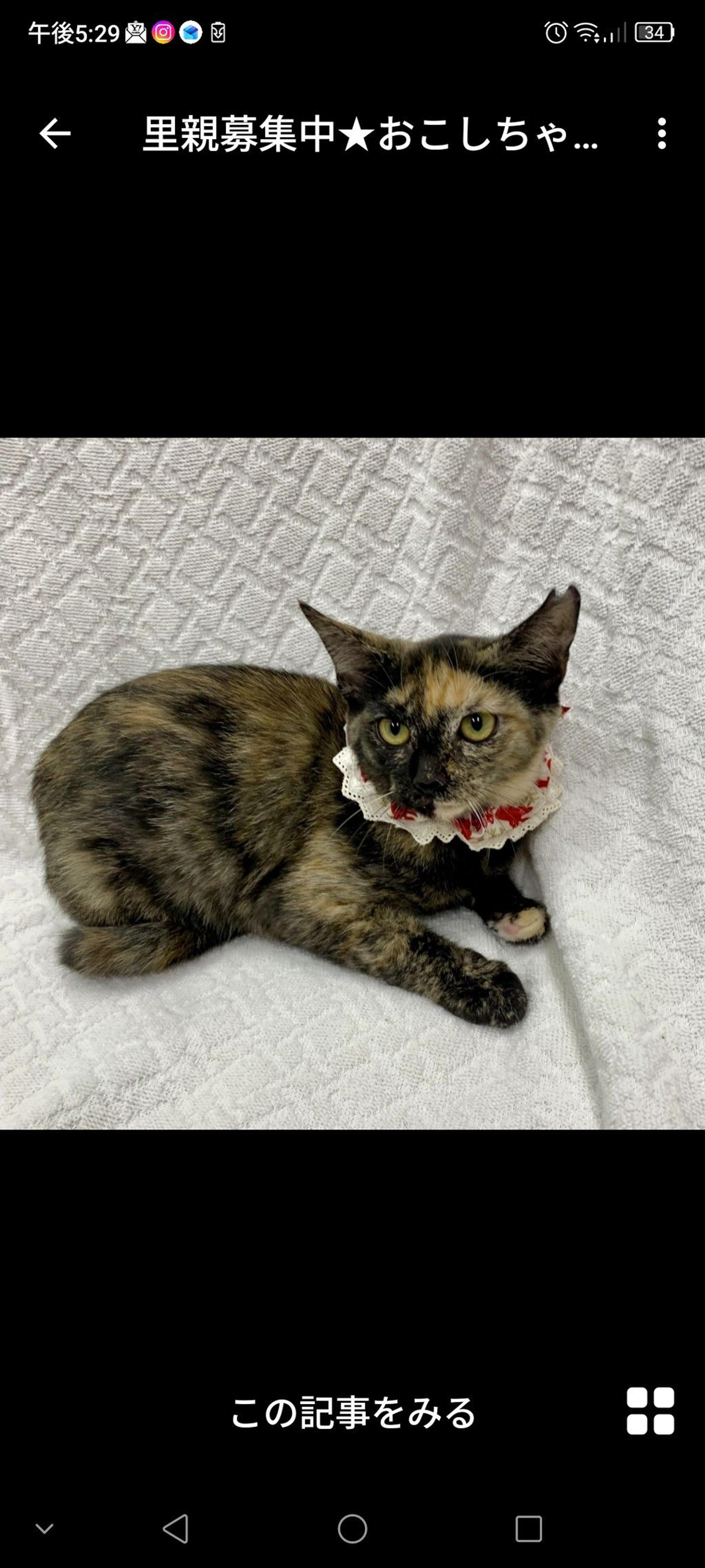 pet-image-3