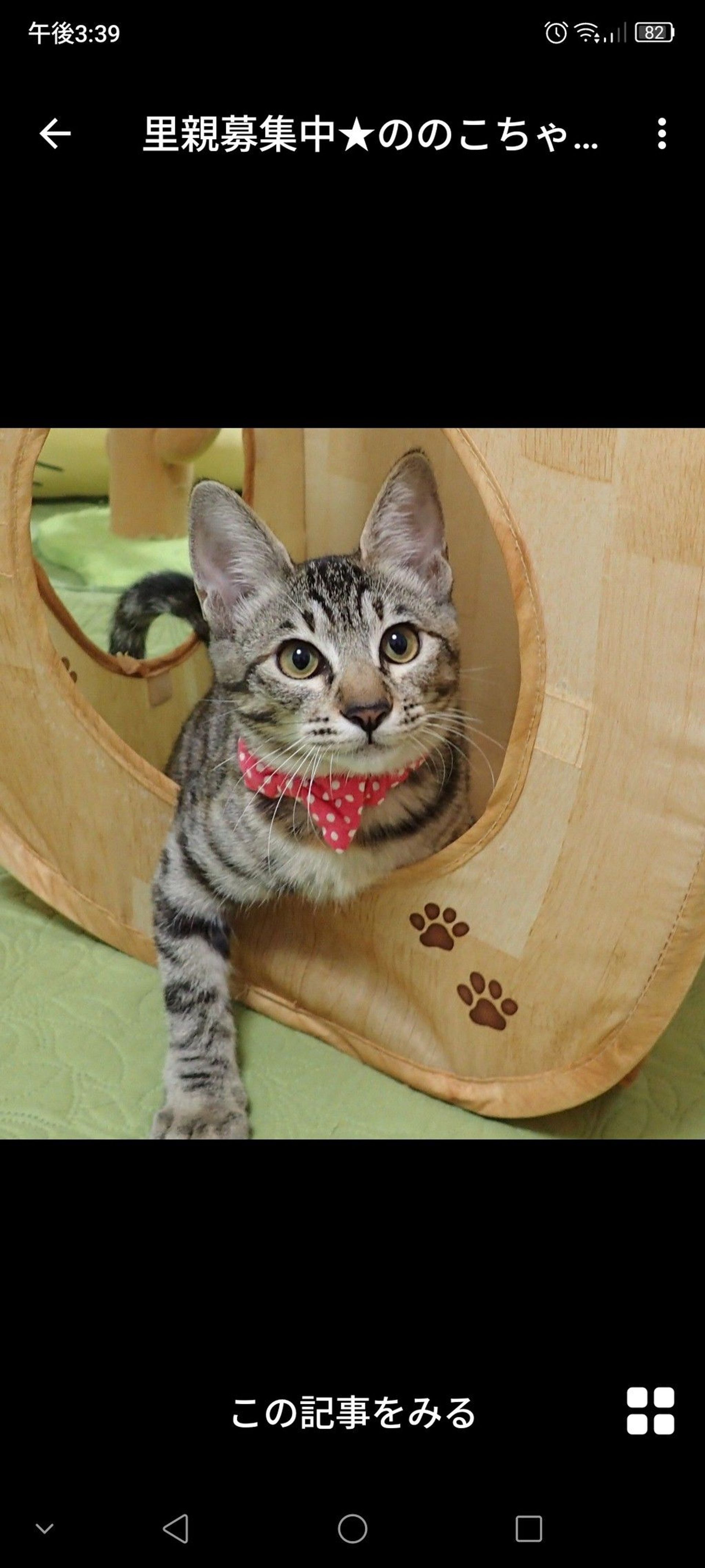 雑種（ミックス猫）・メスの里親募集の写真