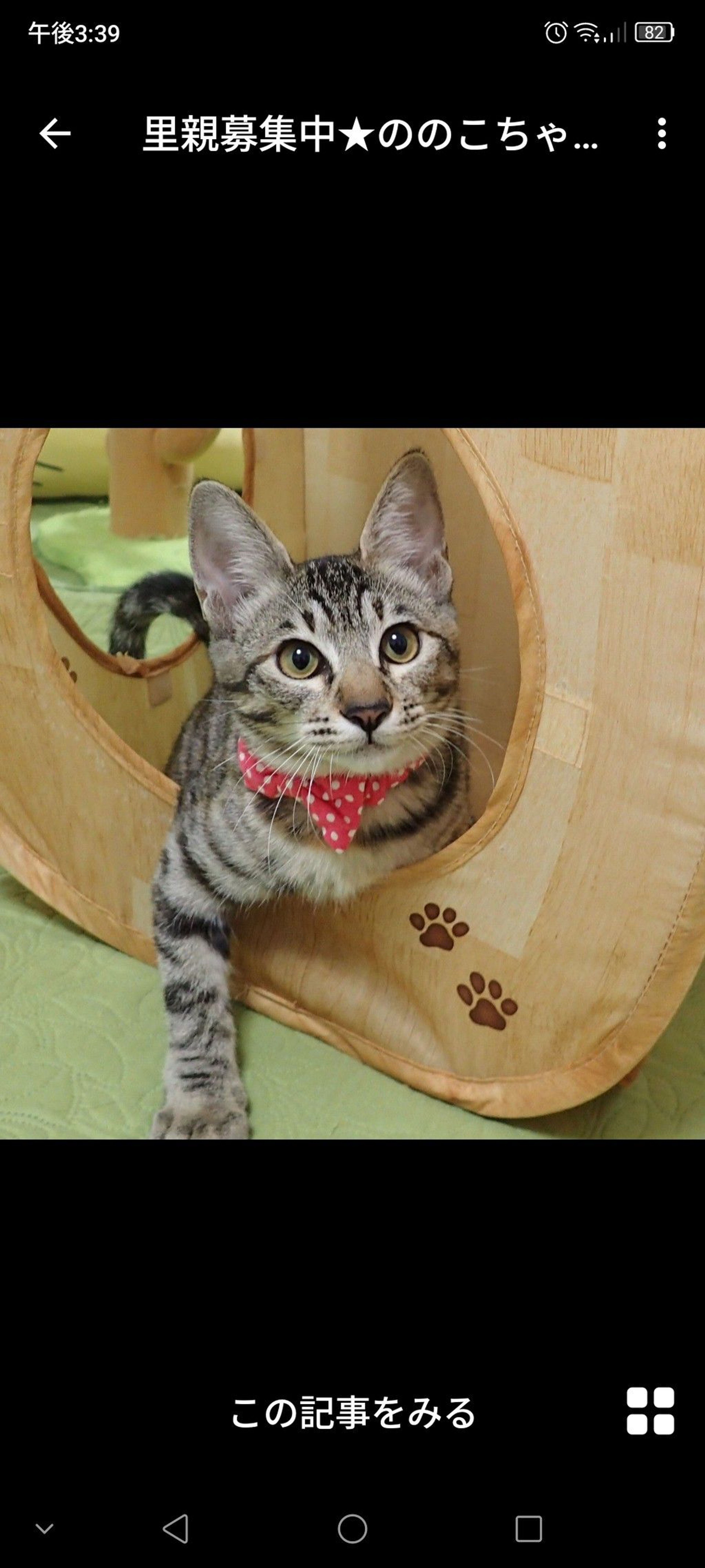 雑種（ミックス猫）・メスの里親募集の写真