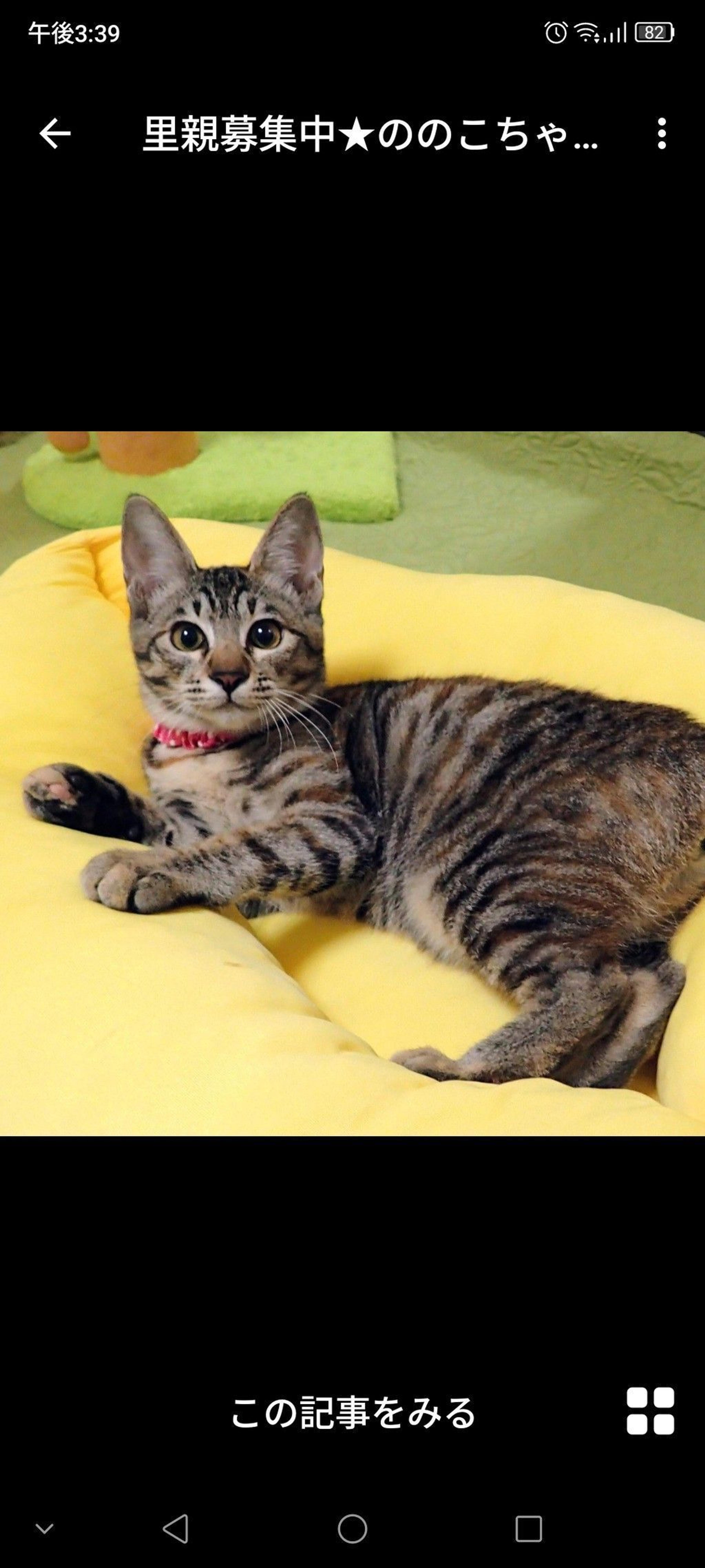 pet-image-2