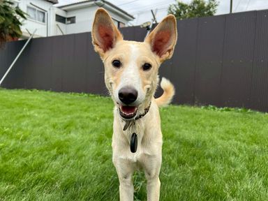 Terry（テリー）