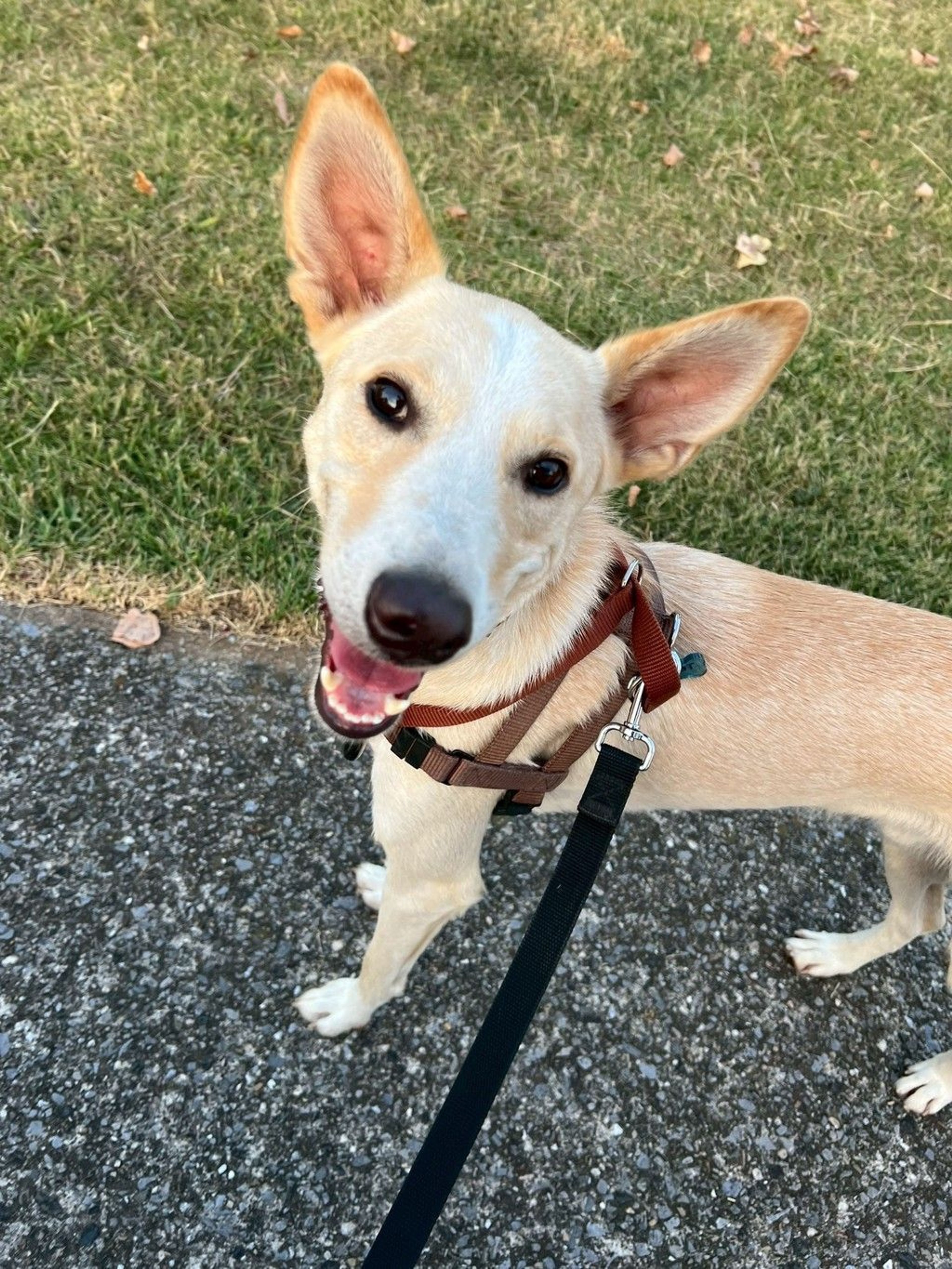 雑種（ミックス犬）・オスの里親募集の写真