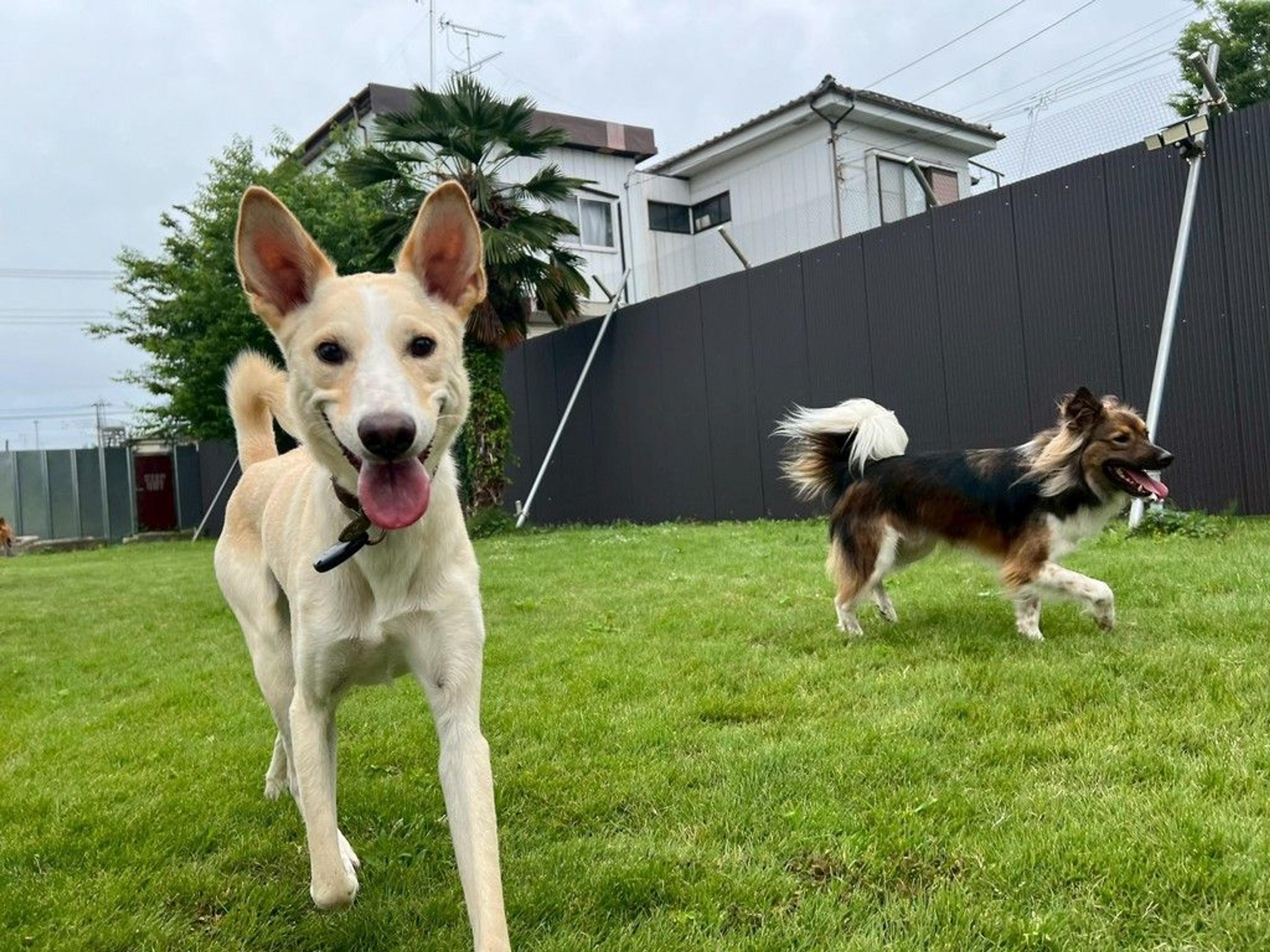 pet-image-4
