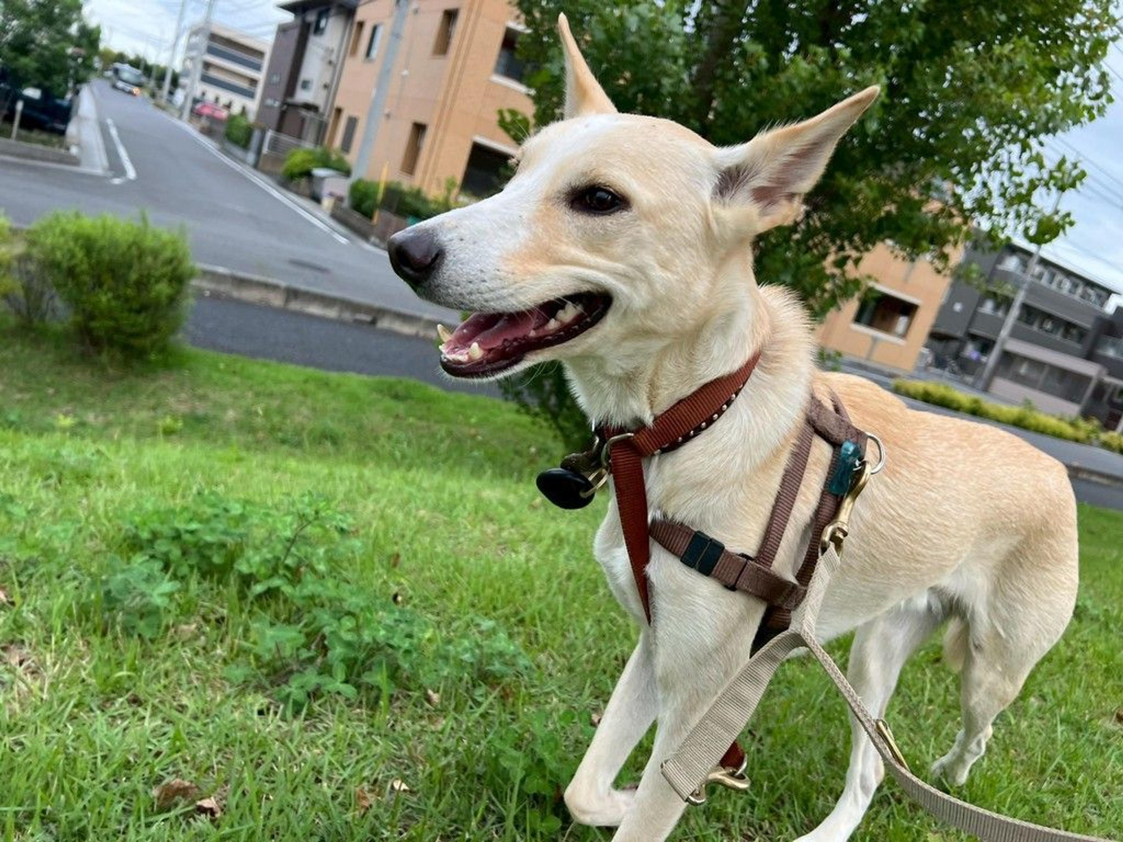 pet-image-6