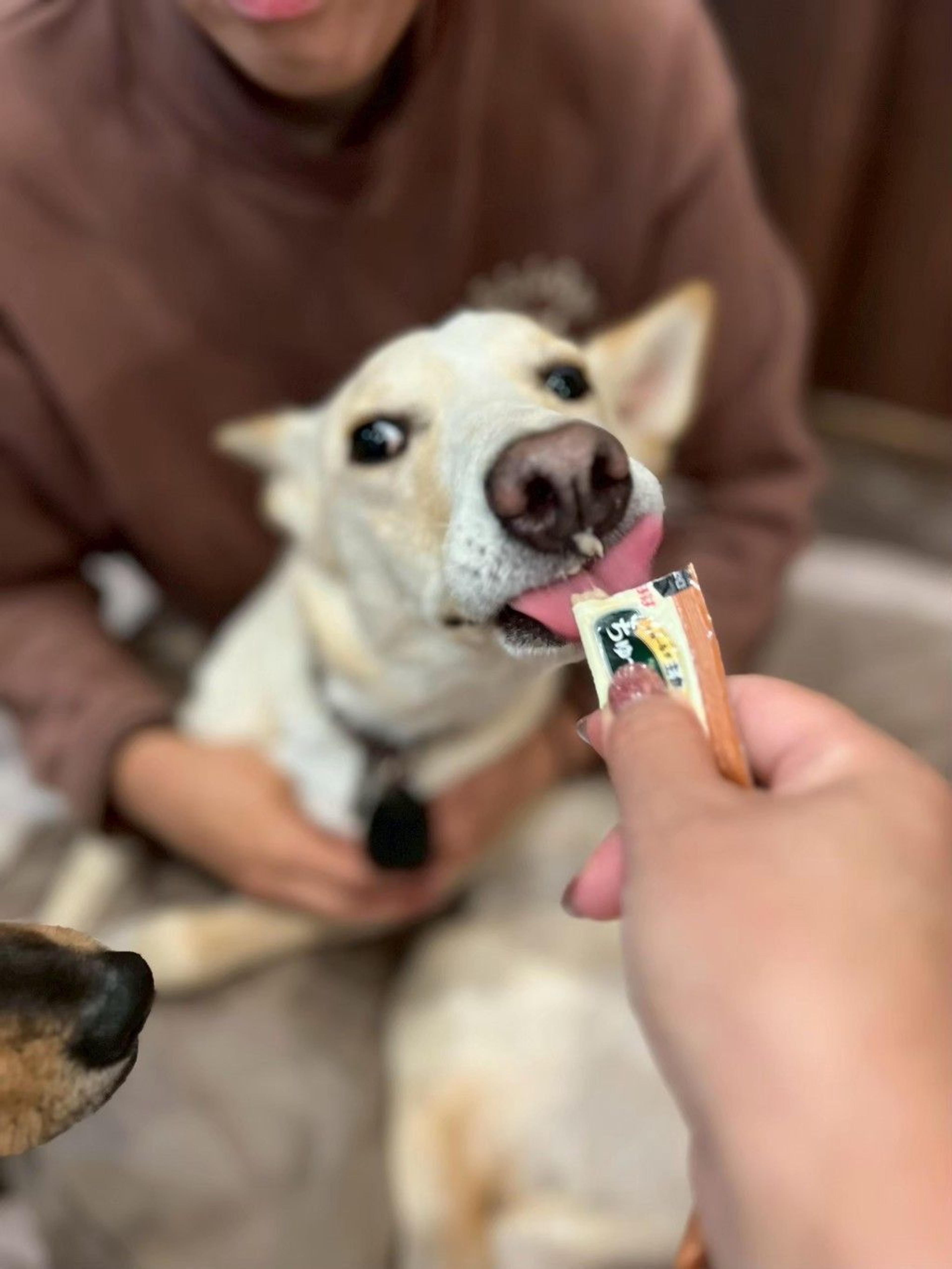 pet-image-8
