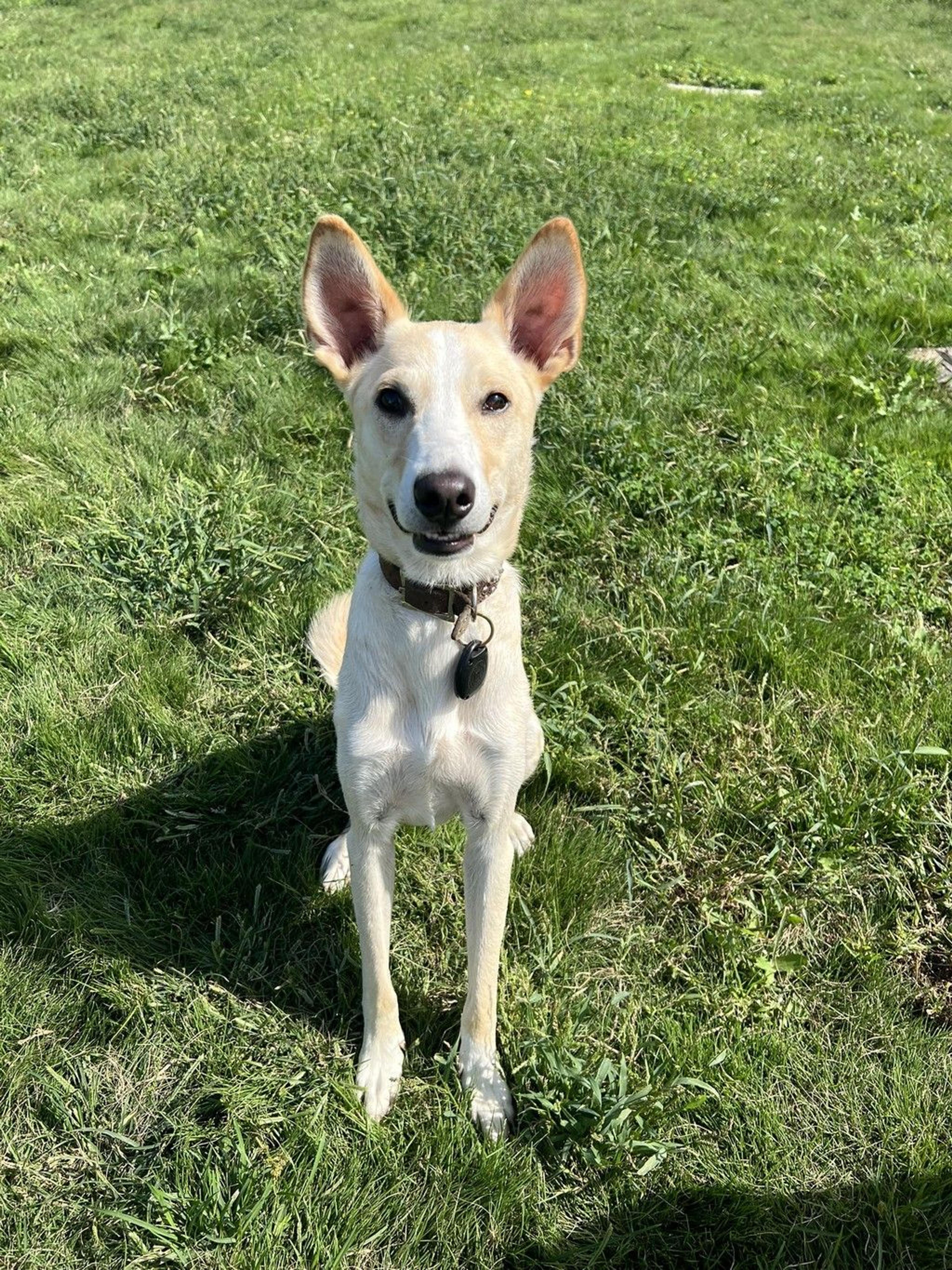pet-image-9