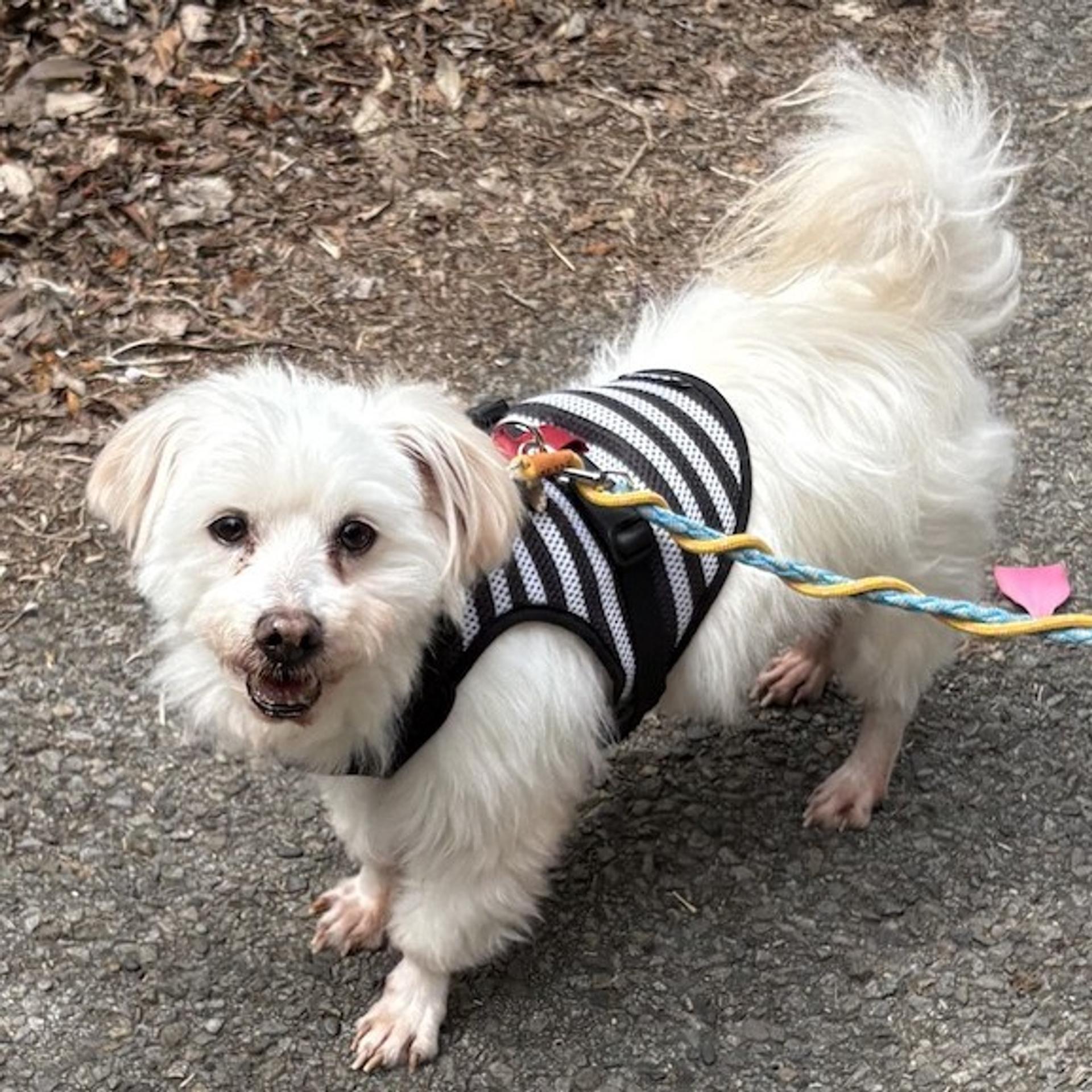 pet-image-2