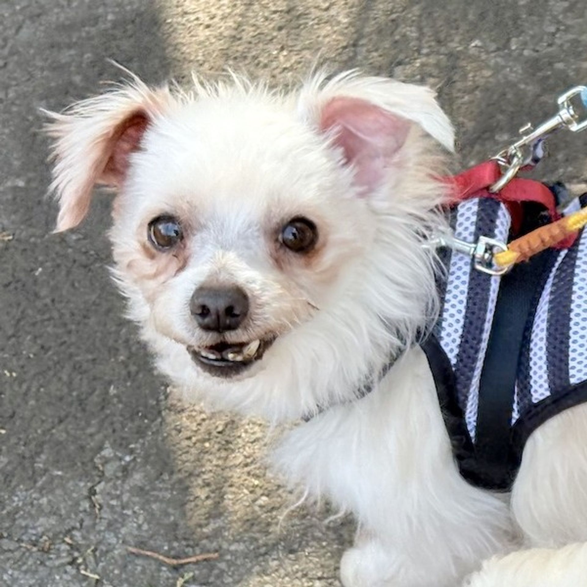 雑種（ミックス犬）・オスの里親募集の写真