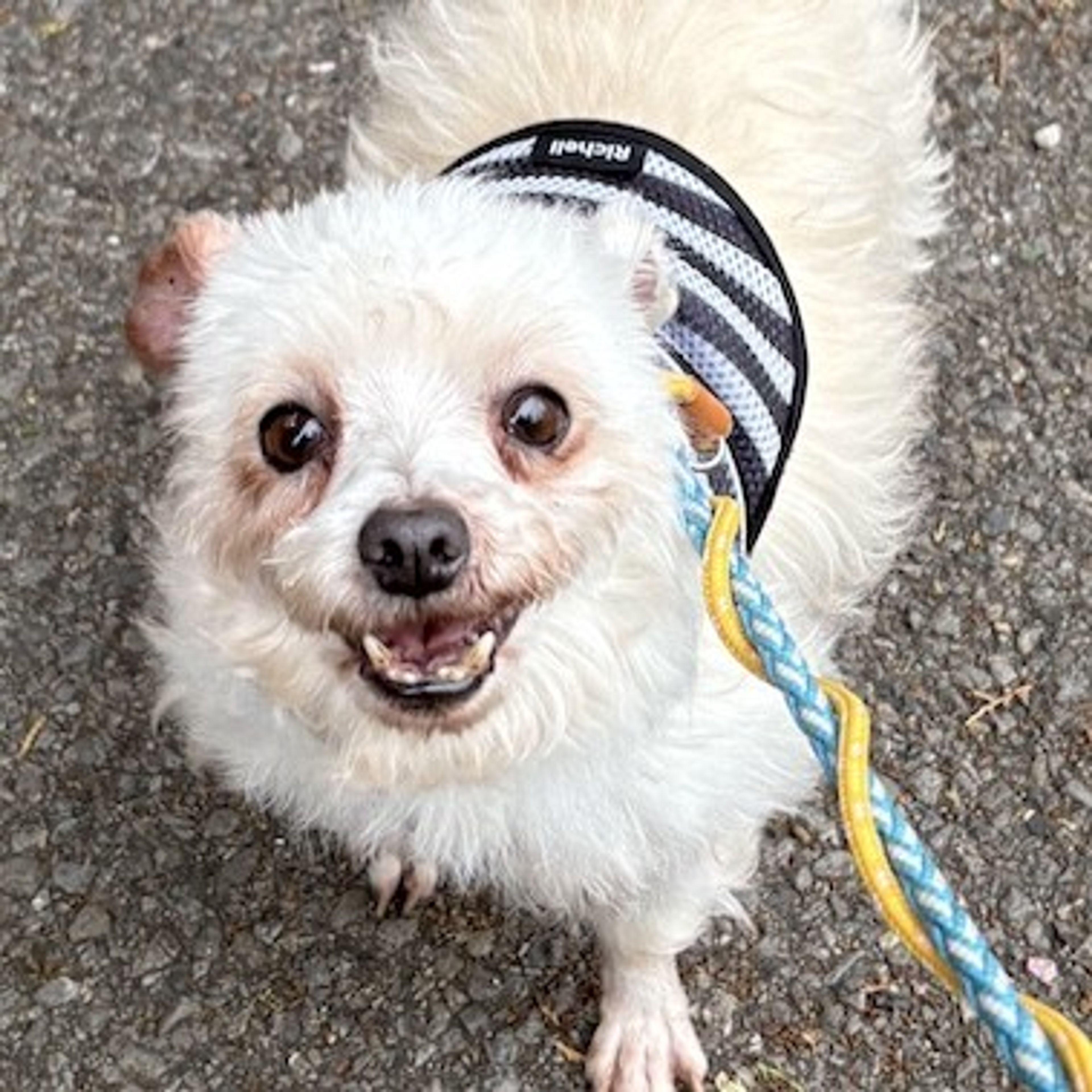 pet-image-2