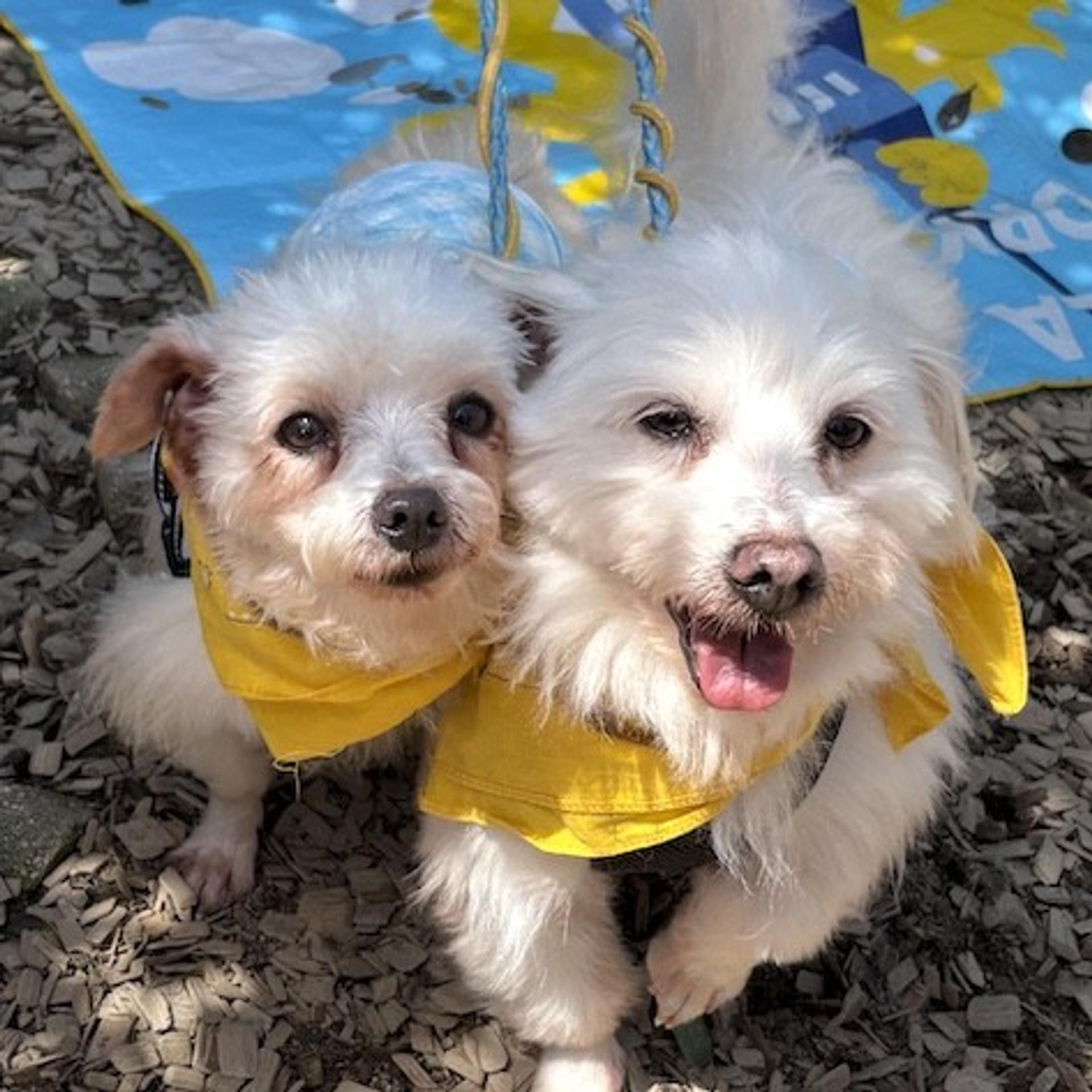pet-image-4