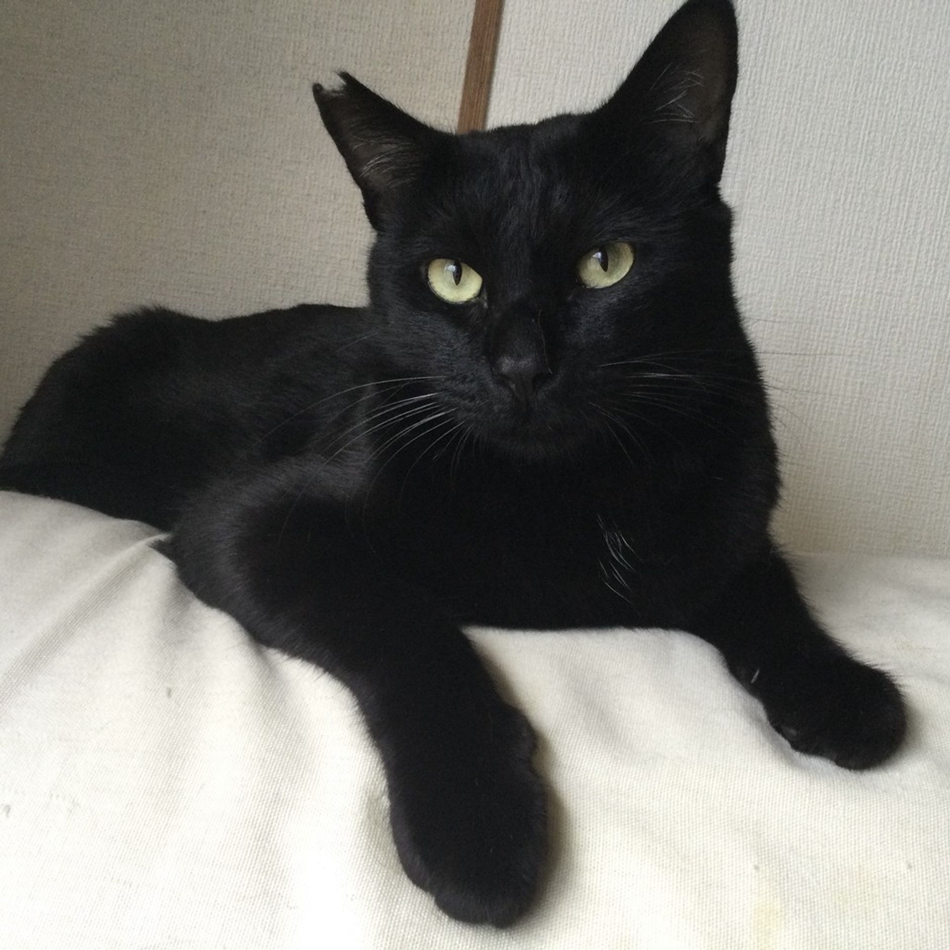雑種（ミックス猫）・オスの里親募集の写真