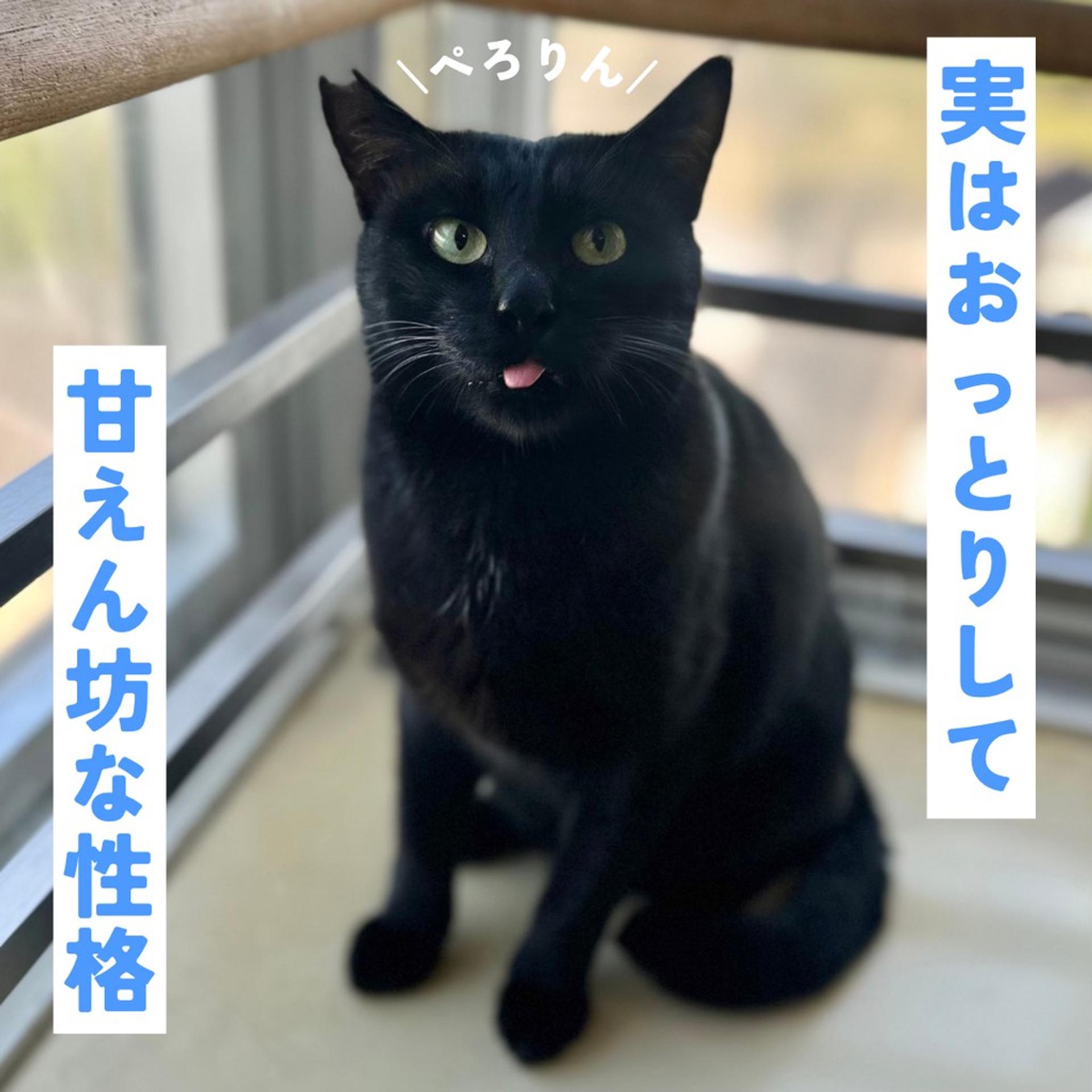 pet-image-4