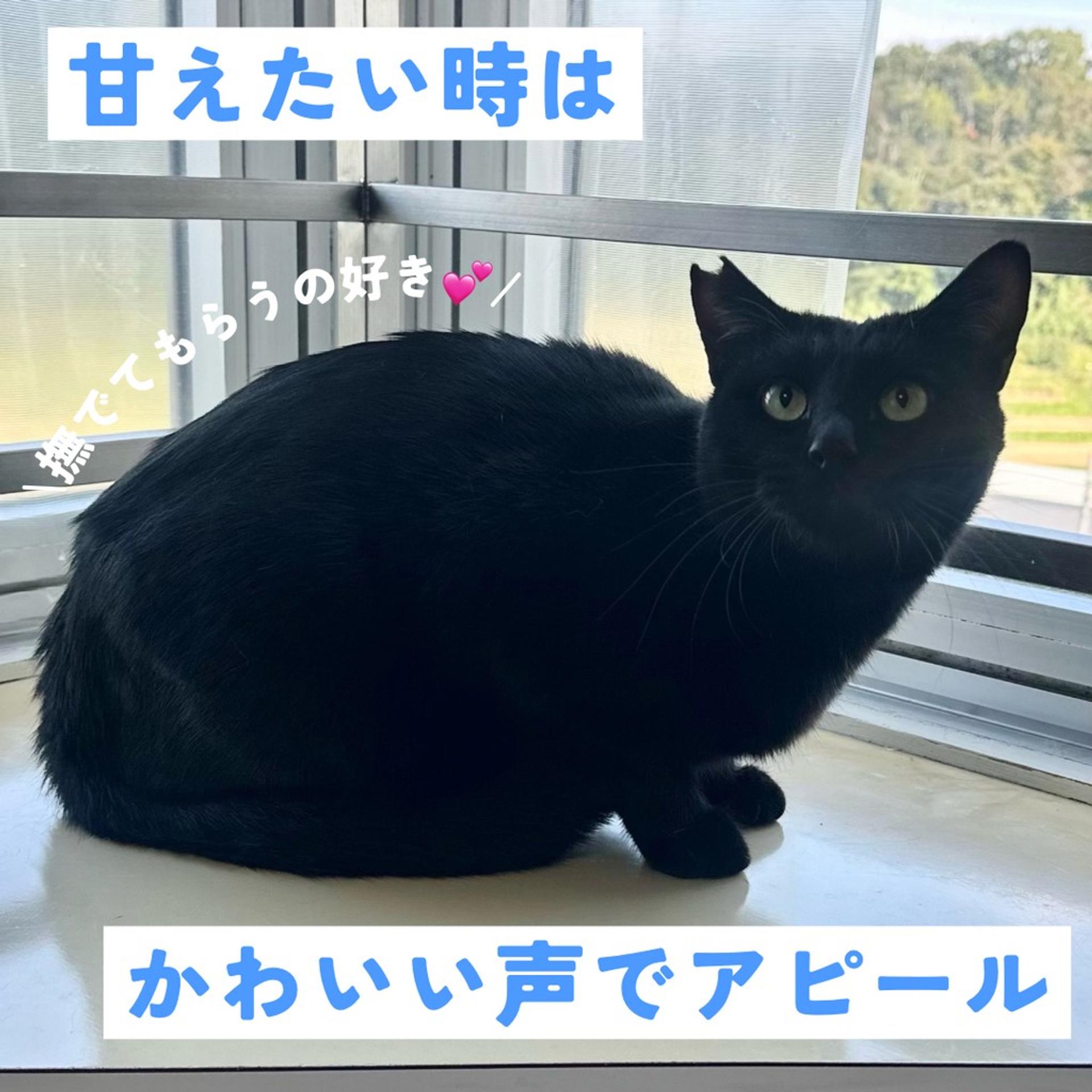pet-image-5